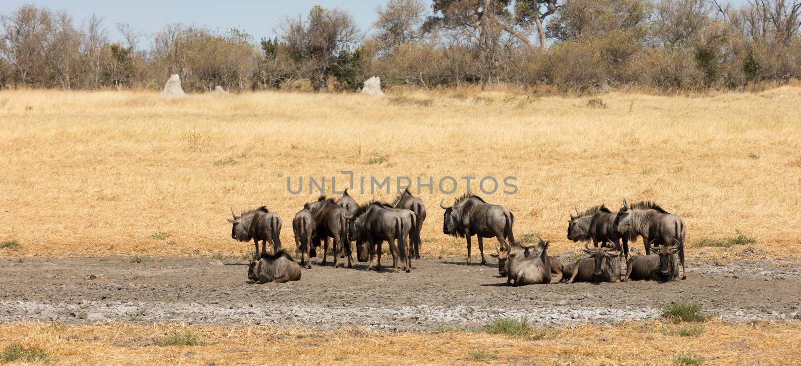 Large group of wildebeast close to a waterhole, Botswana