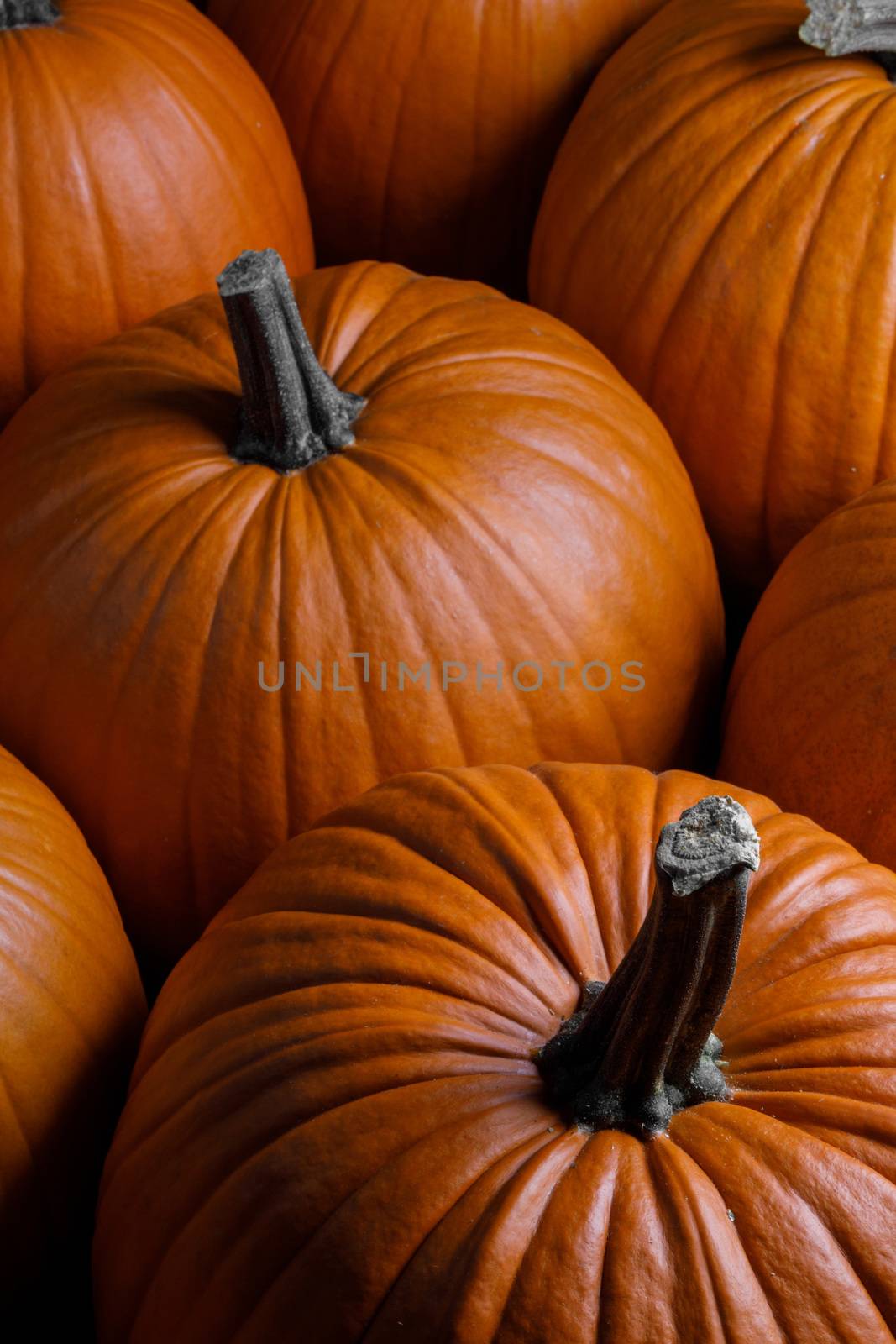 Many orange pumpkins background , Halloween holiday concept