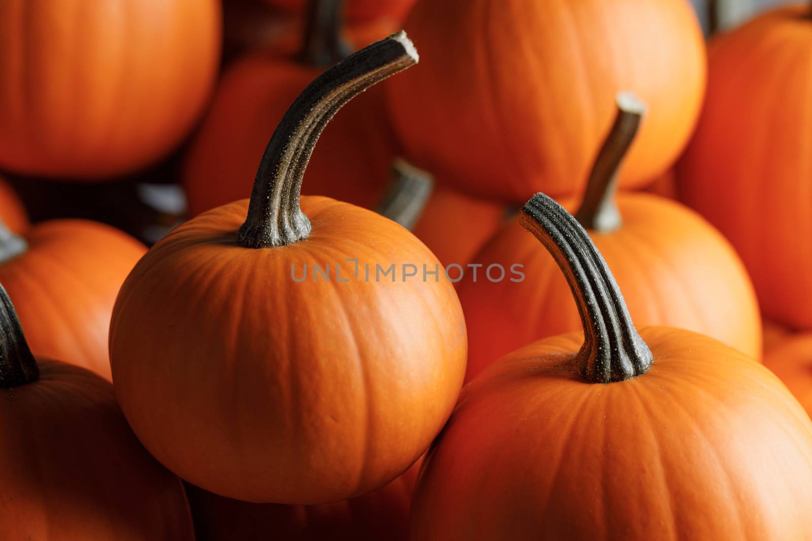 Many orange pumpkins background , Halloween holiday concept