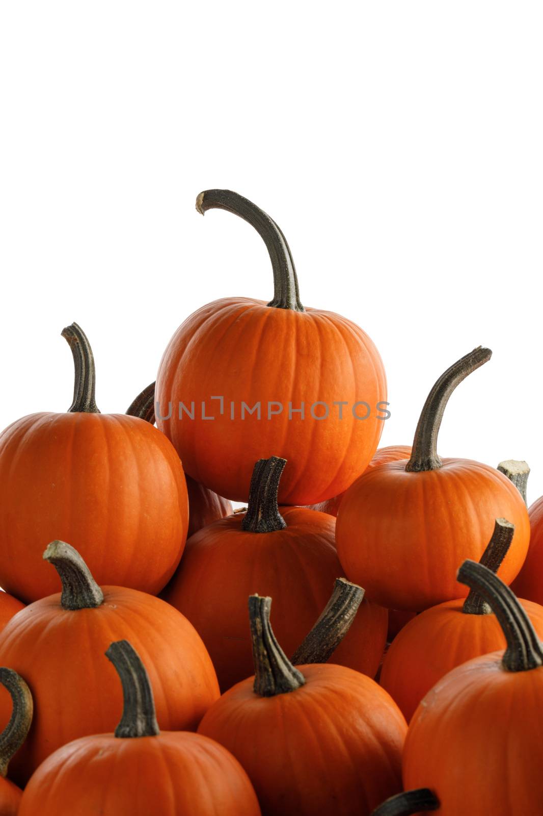 Heap of many orange pumpkins isolated on white background , Halloween concept