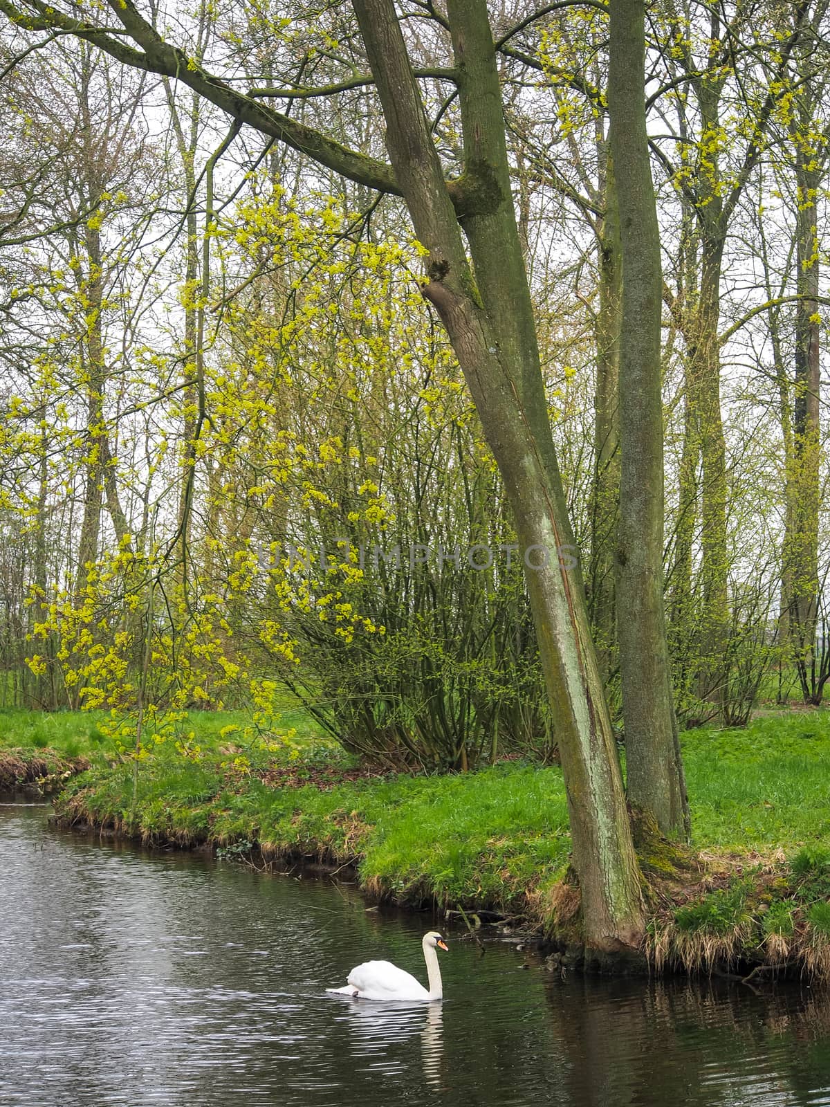 White swan on a pond in the park of The Netherlands