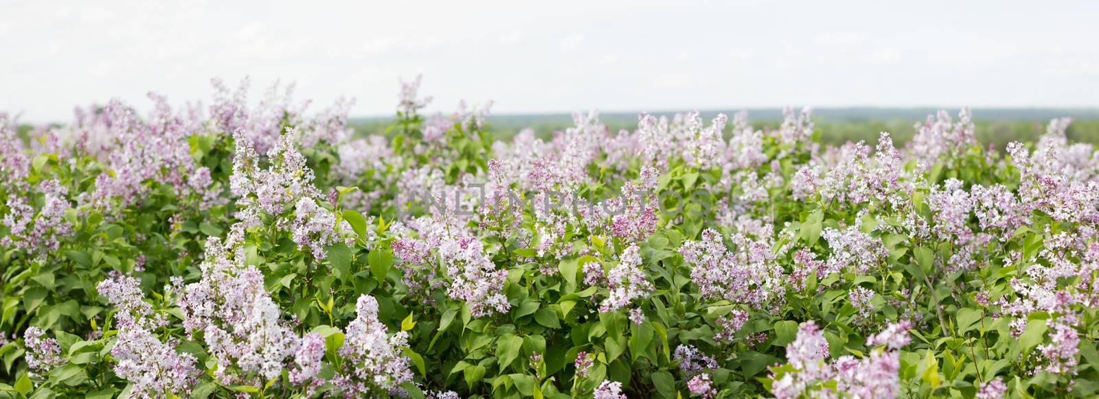 panorama of blooming lilac. Lilac bloom in the spring season. Spring background
