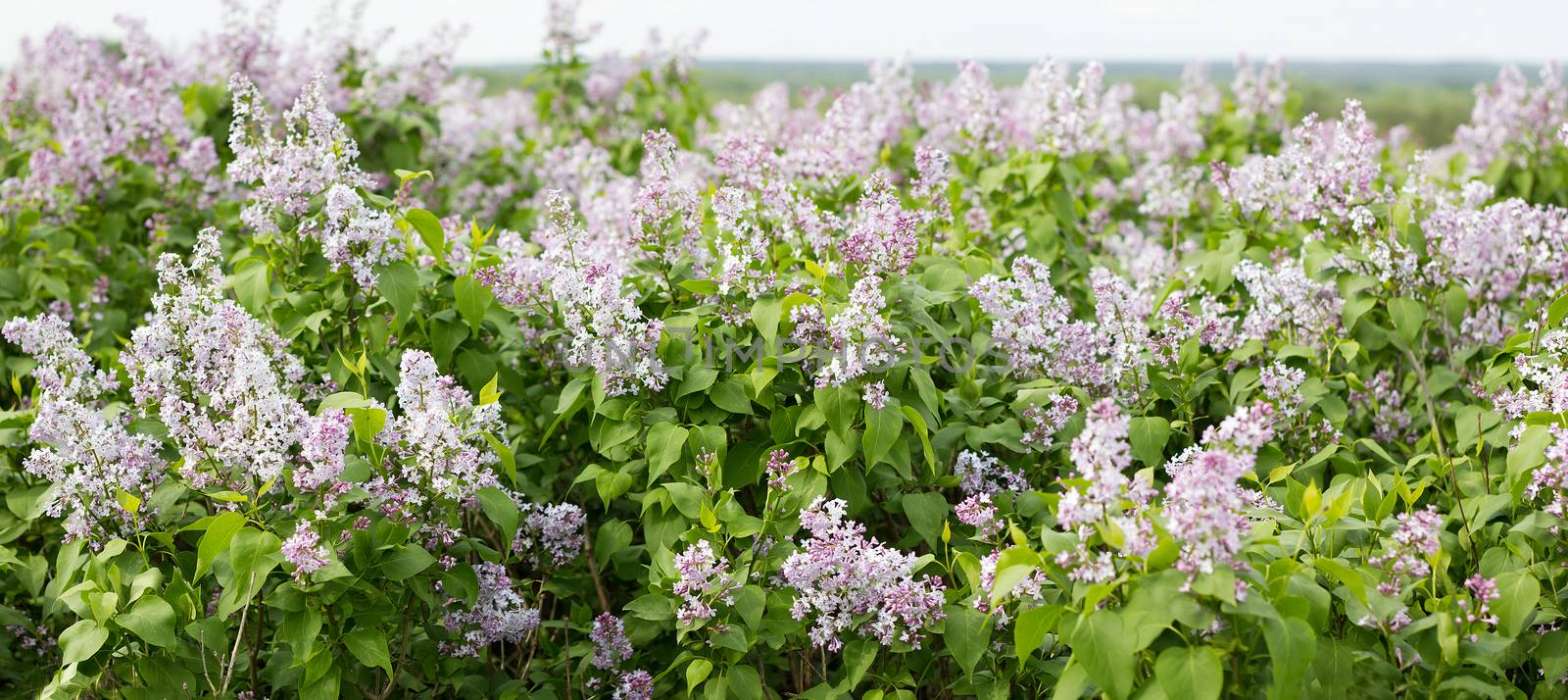 panorama of blooming lilac. Lilac bloom in the spring season. by kasynets_olena