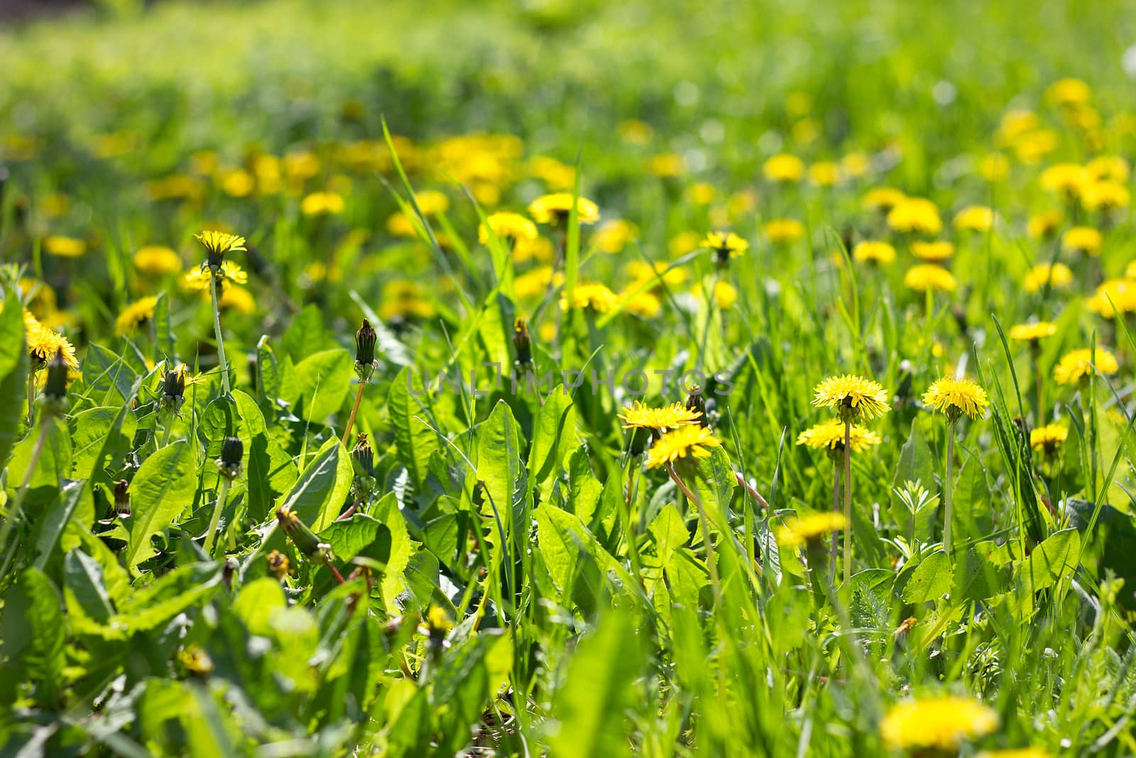 Field of yellow dandelions close-up. Yellow wildflowers. Seasonal dandelions, spring season.