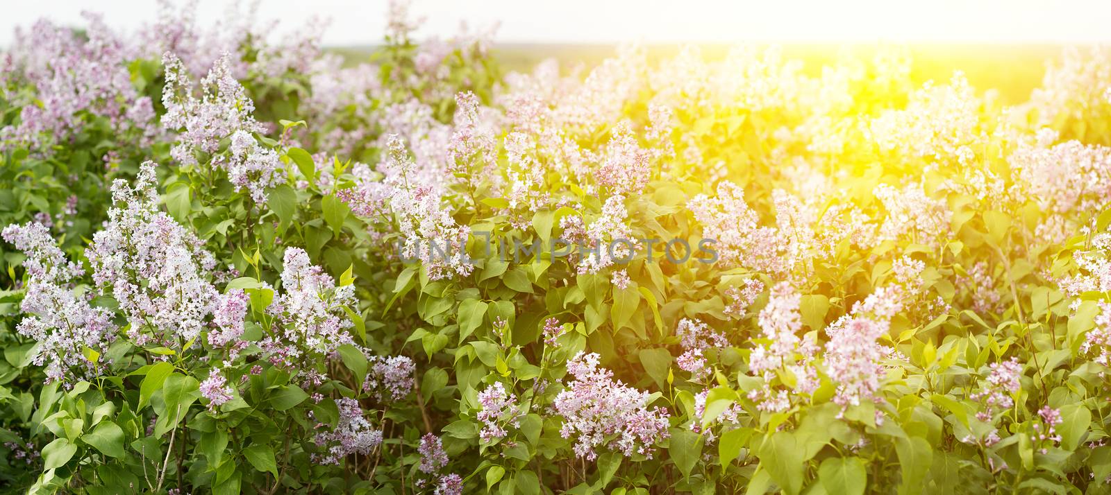 panorama of blooming lilac. Lilac bloom in the spring season. by kasynets_olena