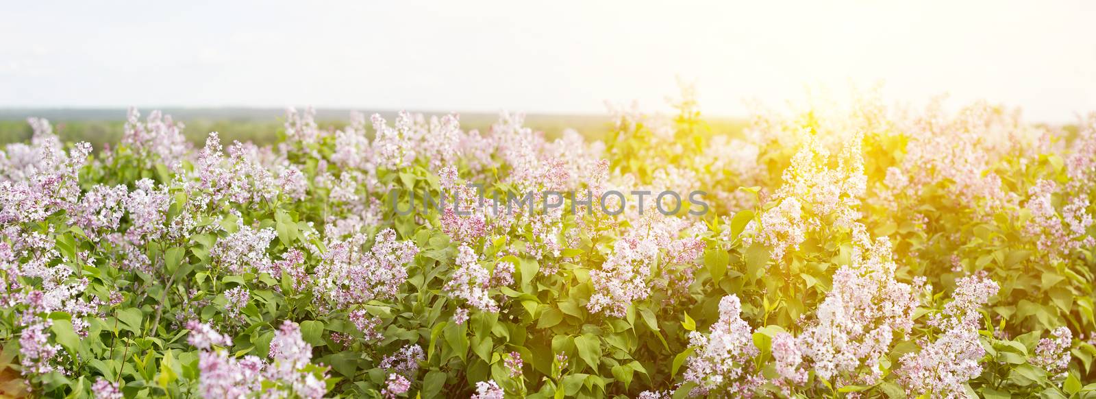 panorama of blooming lilac. Lilac bloom in the spring season. by kasynets_olena