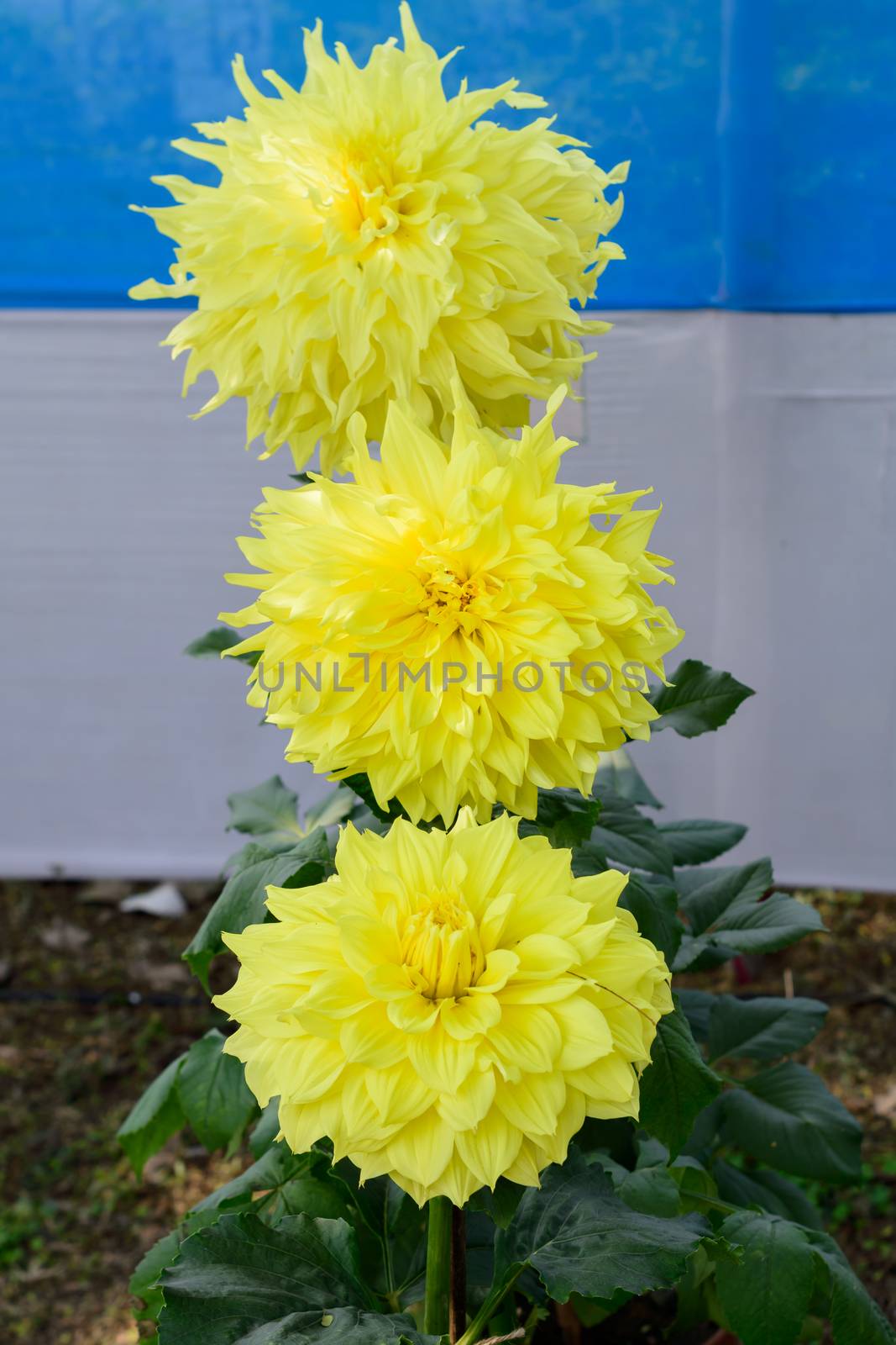 Yellow Guldavari Flower plant, a herbaceous perennial plants. It is a sun loving plant Blooms in early spring to late summer. A very popular flower for gardens and bouquets. Copy space room for text.