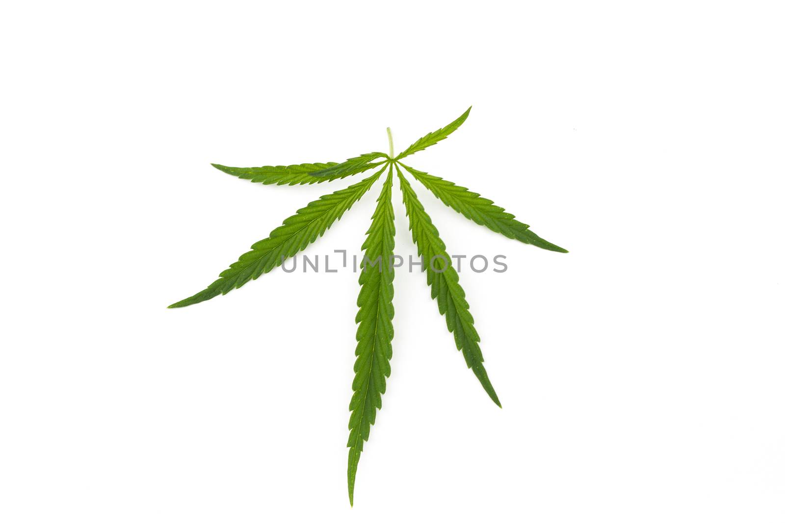 cannabis leaf on a white background. Green twig of hemp by kasynets_olena