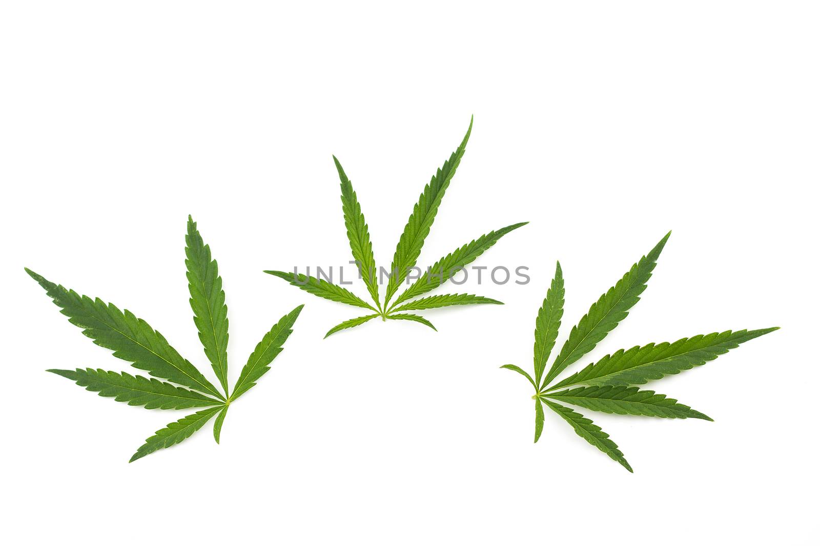 cannabis leaf on a white background. Green twig of hemp by kasynets_olena