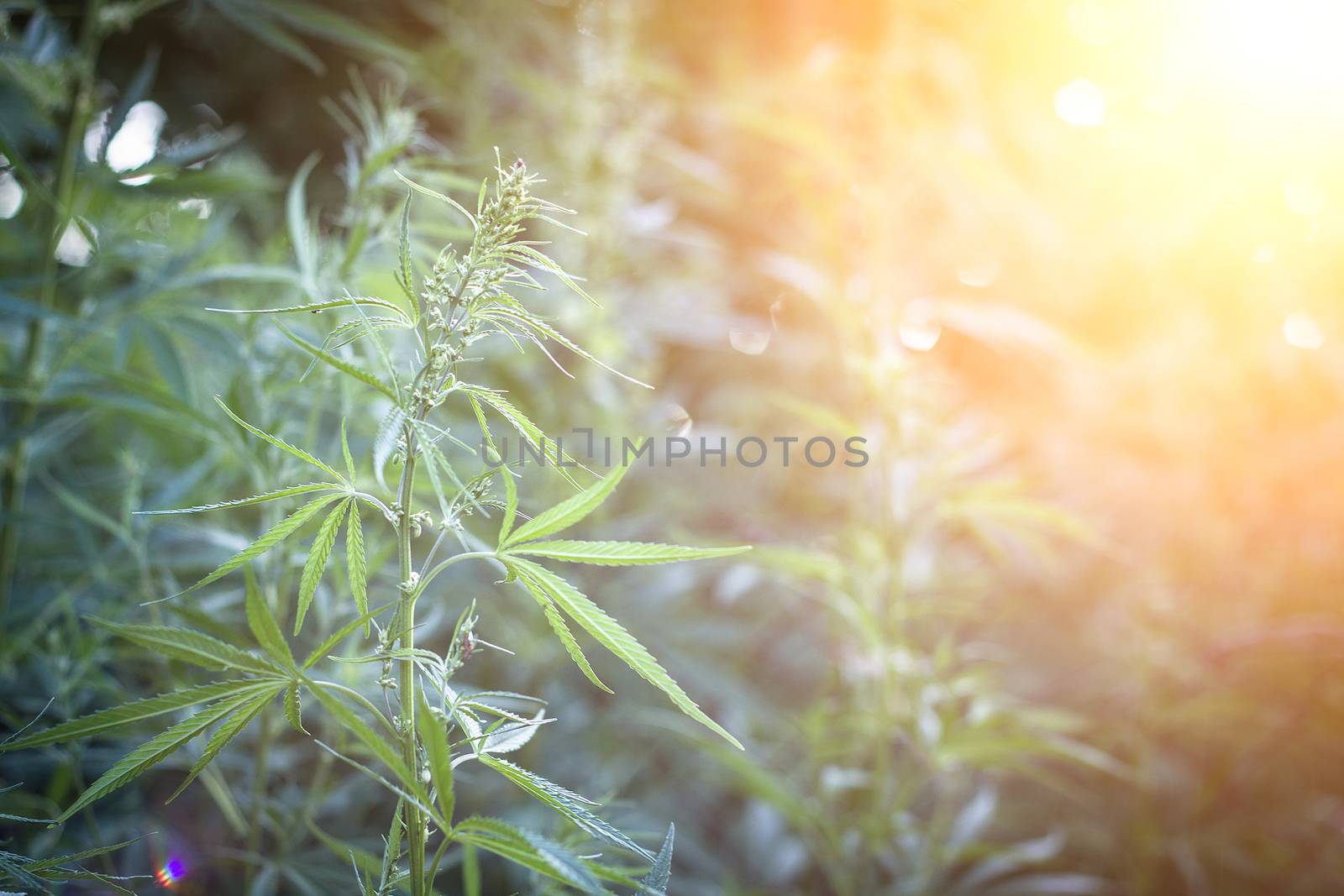 hemp bushes in the open air. Illegal cultivation of narcotic drugs. Young shoots of hemp with sunlight