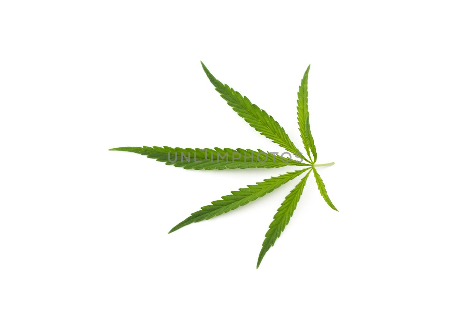 cannabis leaf on a white background. Green twig of hemp isolated on white background