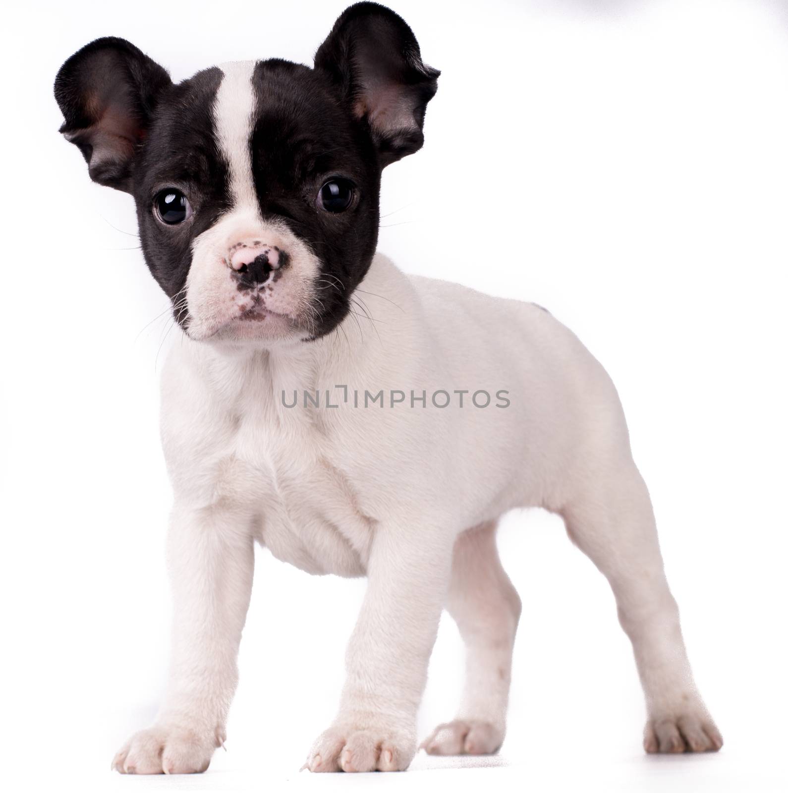 Portrait of French bulldog, frenchie, adorable pug dog isolated on white background