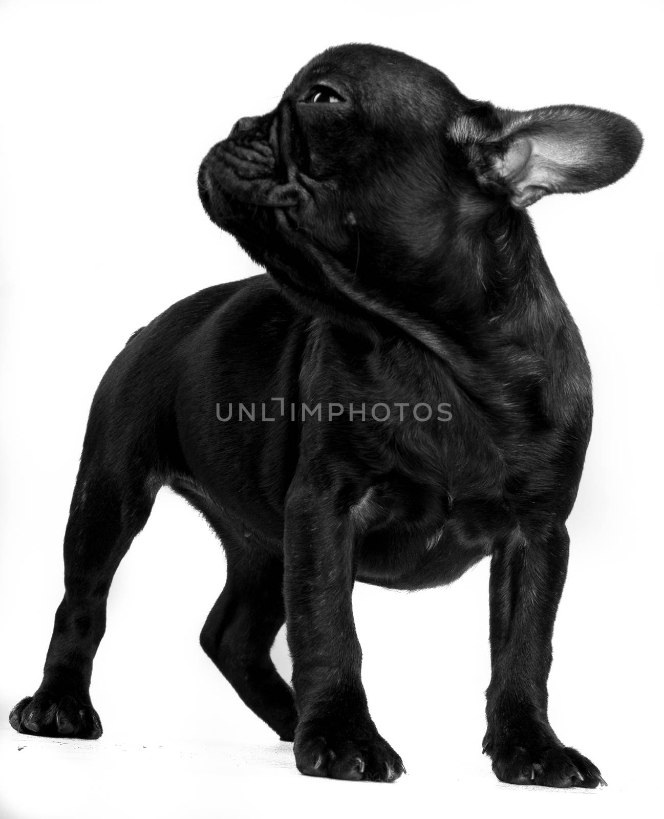 Portrait of French bulldog, frenchie, adorable pug dog isolated on white background