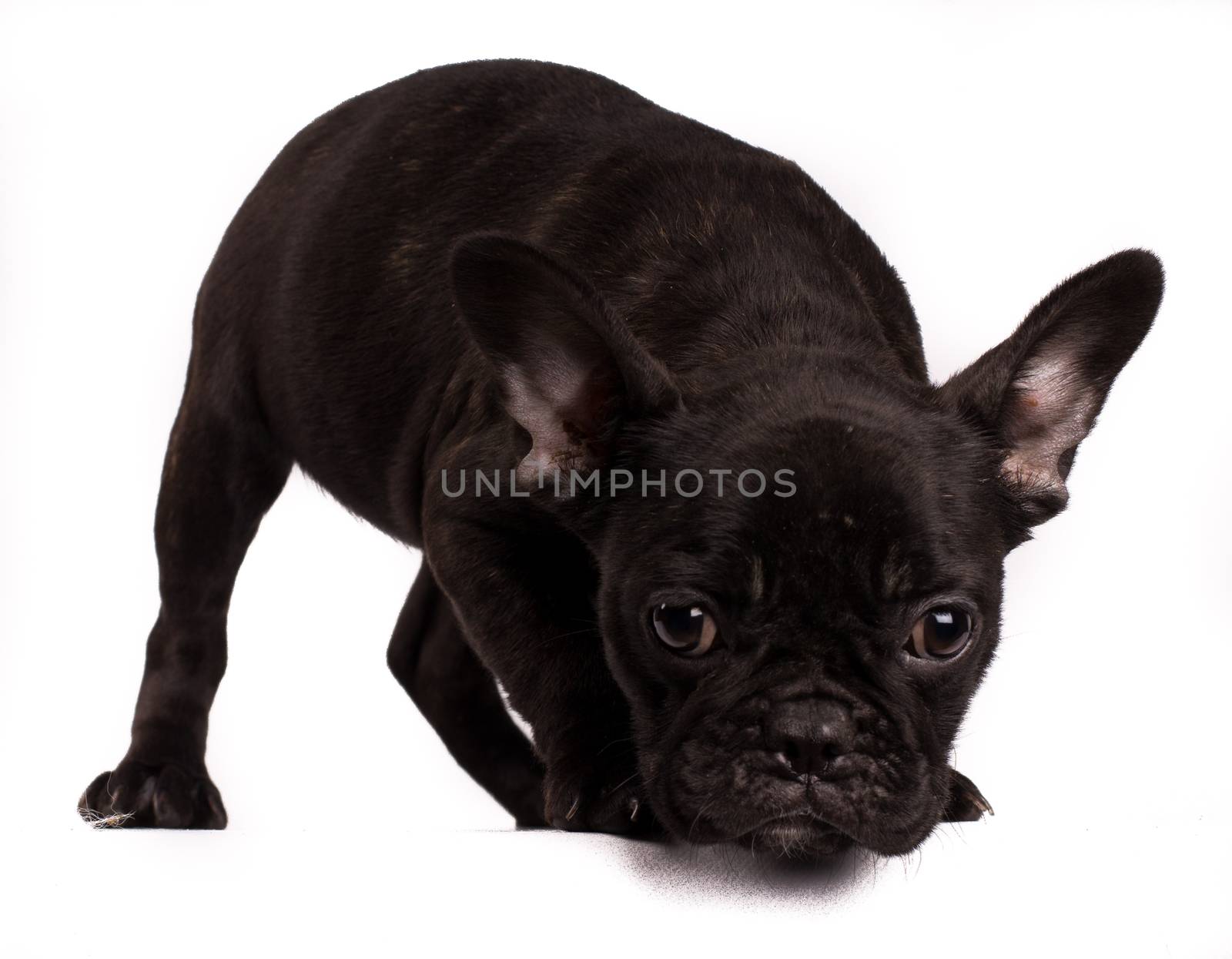 Portrait of French bulldog, frenchie, adorable pug dog isolated on white background