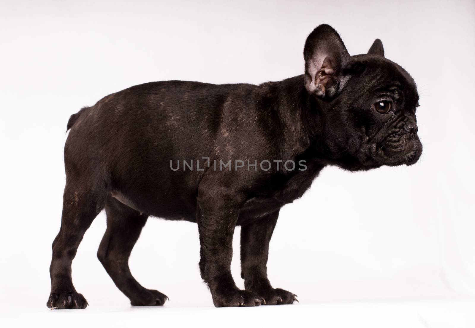 Portrait of French bulldog, frenchie, adorable pug dog isolated on white background