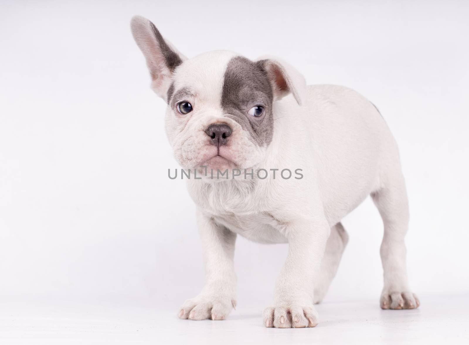 Portrait of French bulldog, frenchie, adorable pug dog isolated on white background