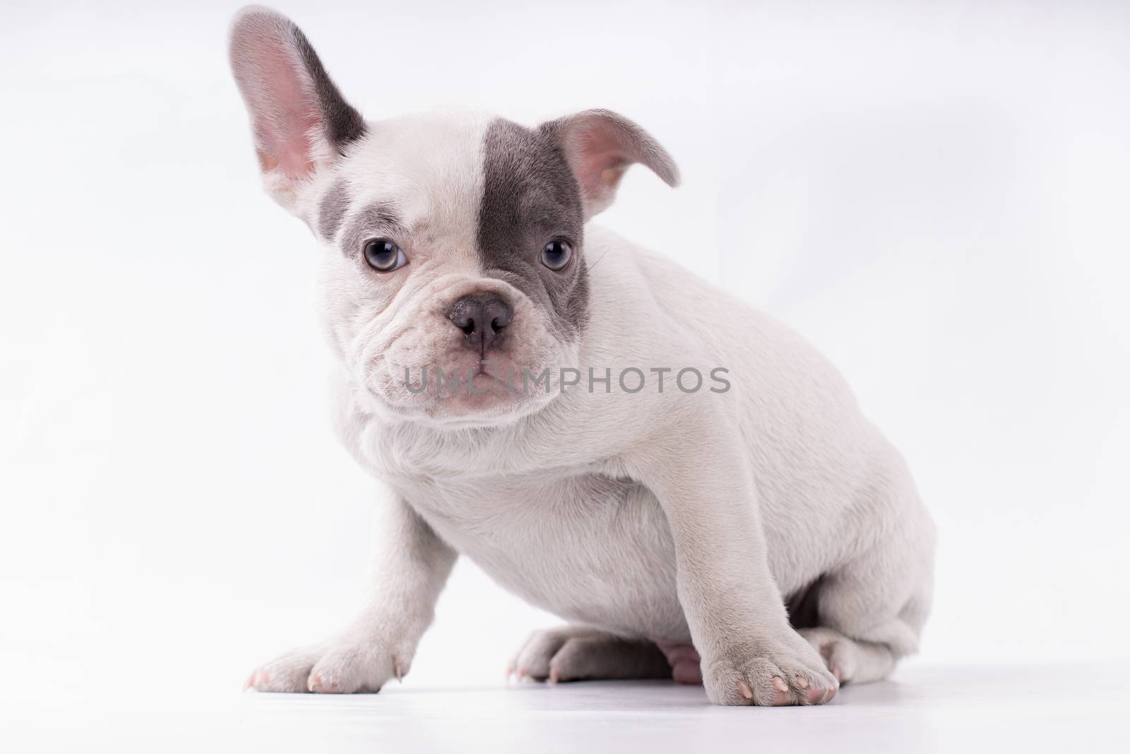 Portrait of French bulldog, frenchie, adorable pug dog isolated on white background