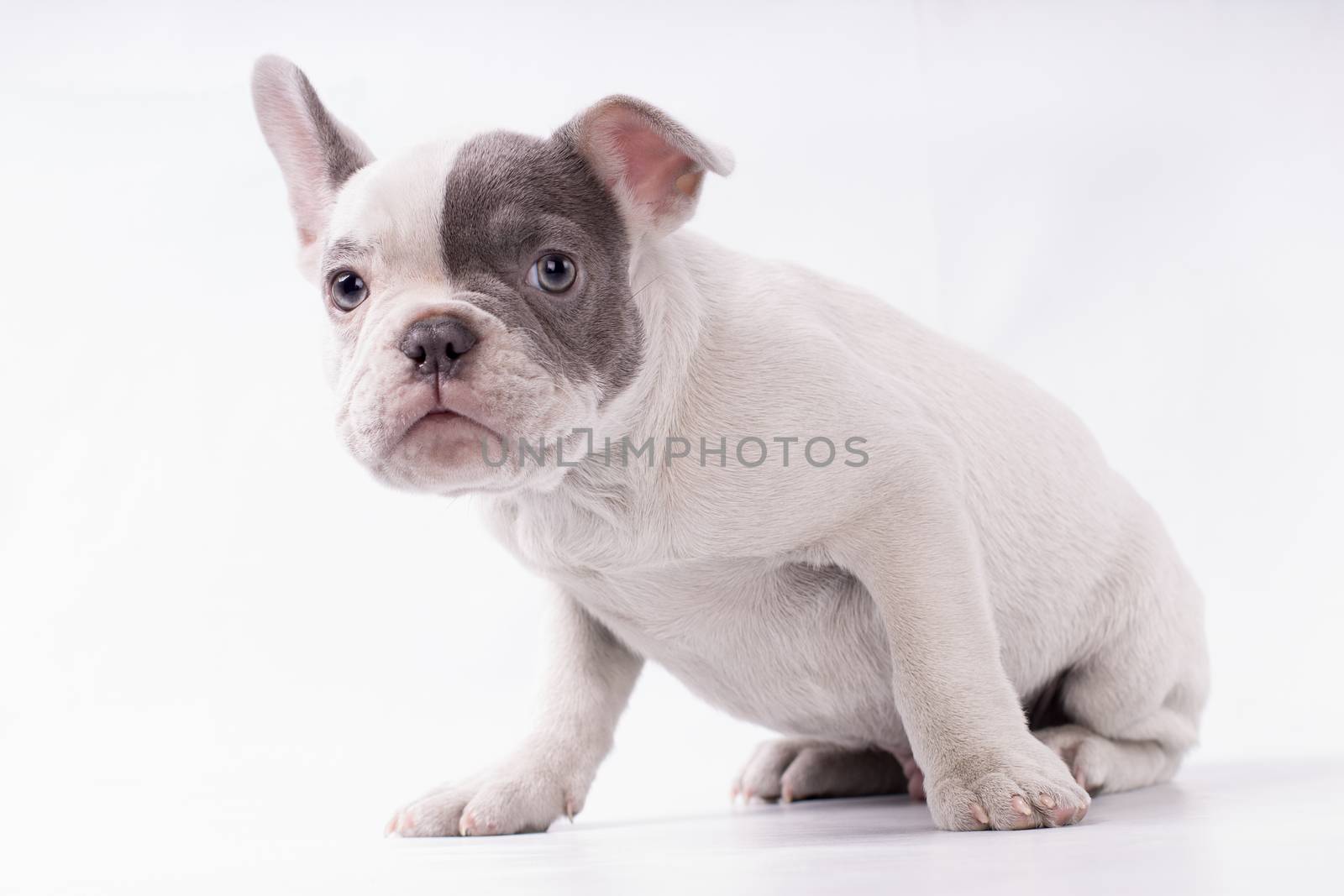 Portrait of French bulldog, frenchie, adorable pug dog isolated on white background