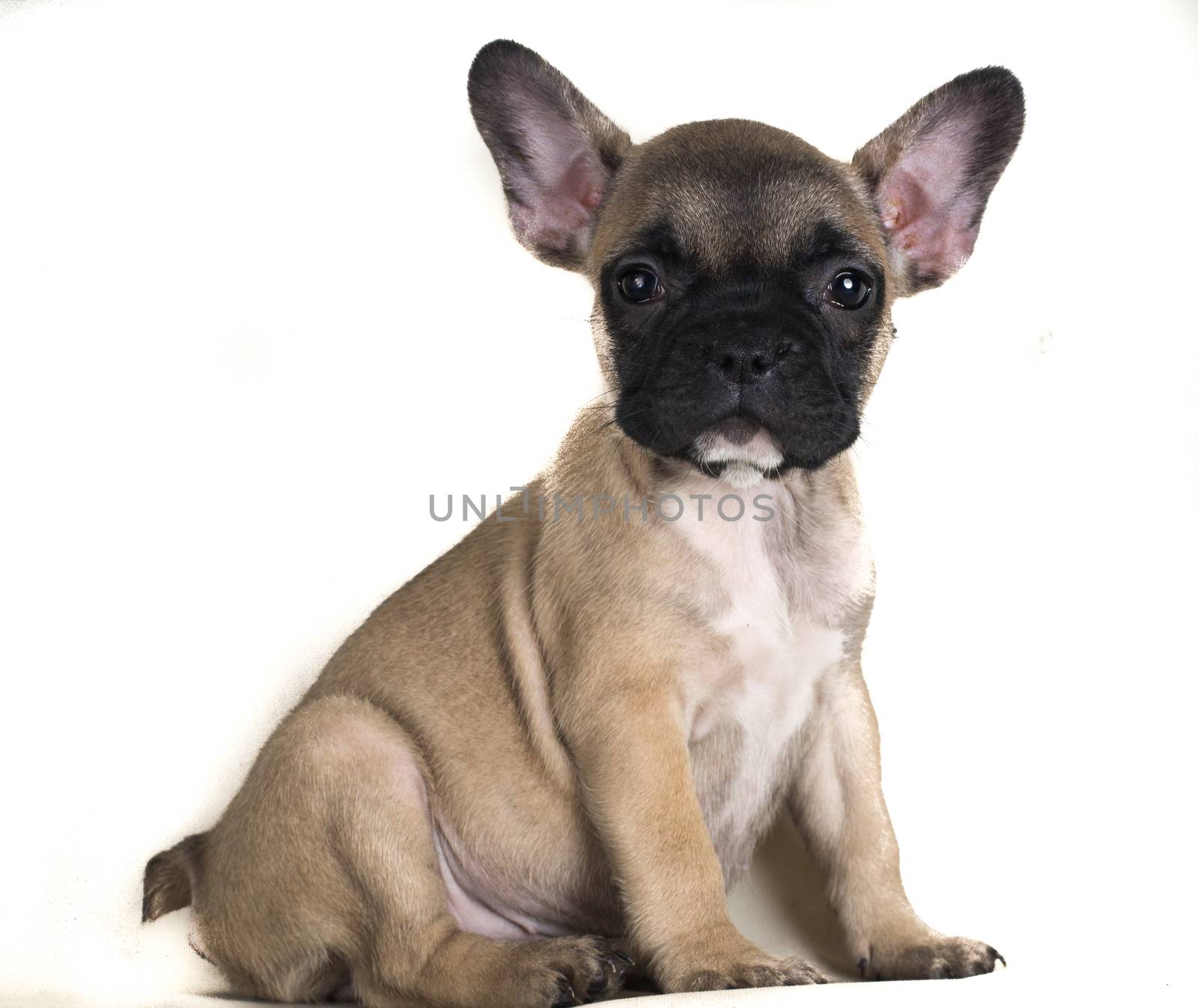 Portrait of French bulldog, frenchie, adorable pug dog isolated on white background