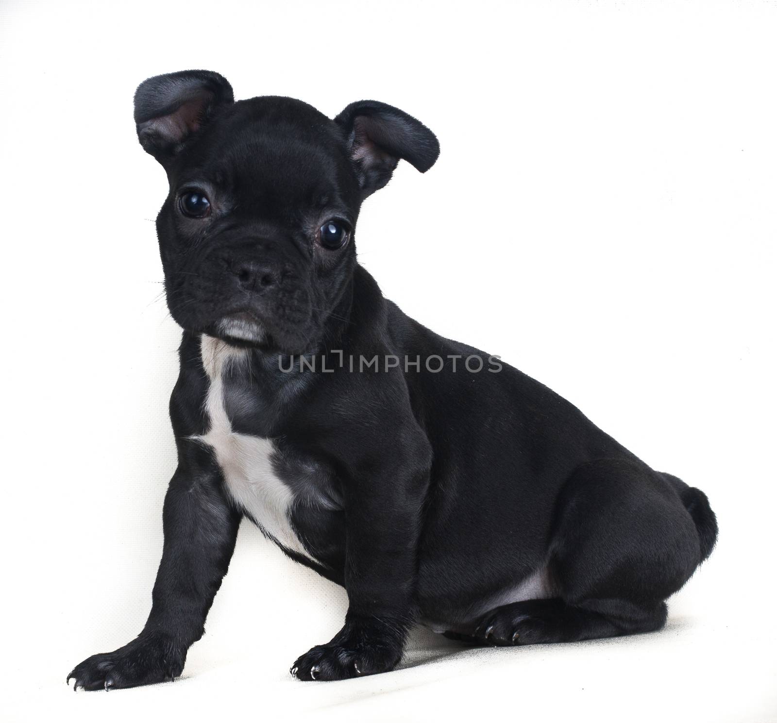 Portrait of French bulldog, frenchie, adorable pug dog isolated on white background