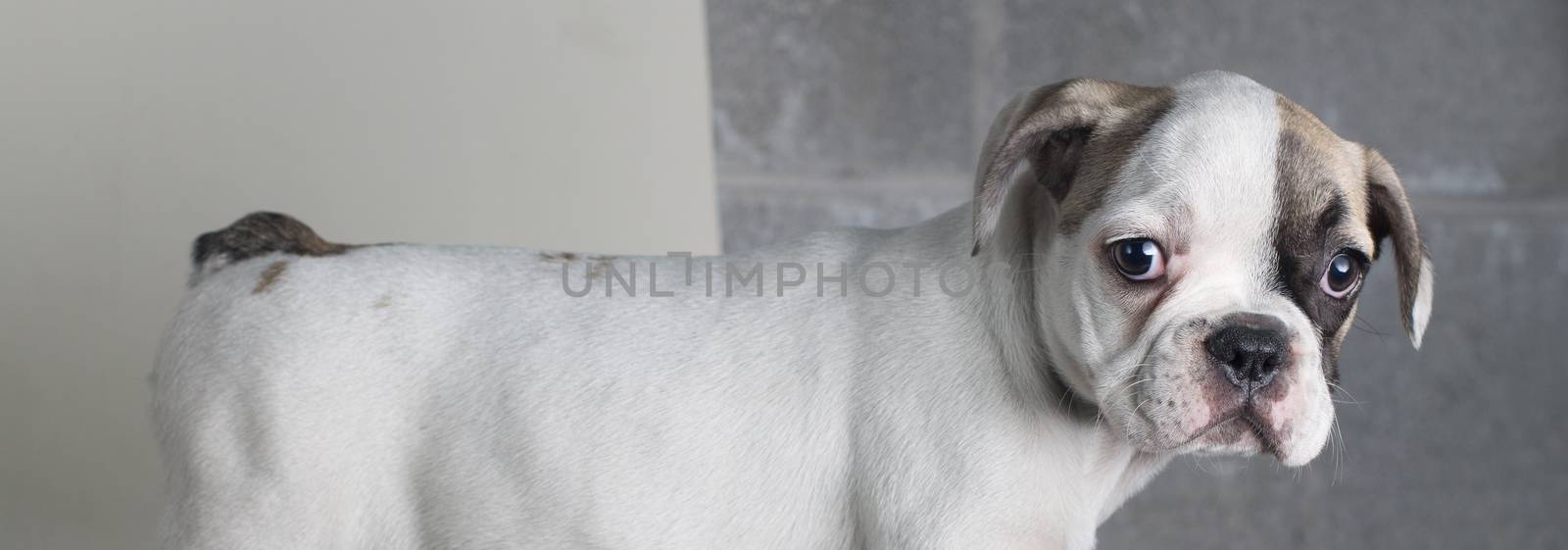 Portrait of French bulldog, frenchie, adorable pug dog isolated on white background