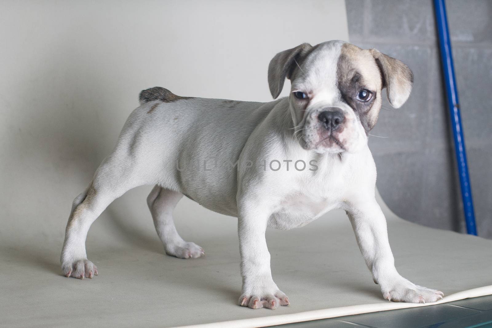Portrait of French bulldog, frenchie, adorable pug dog isolated on white background