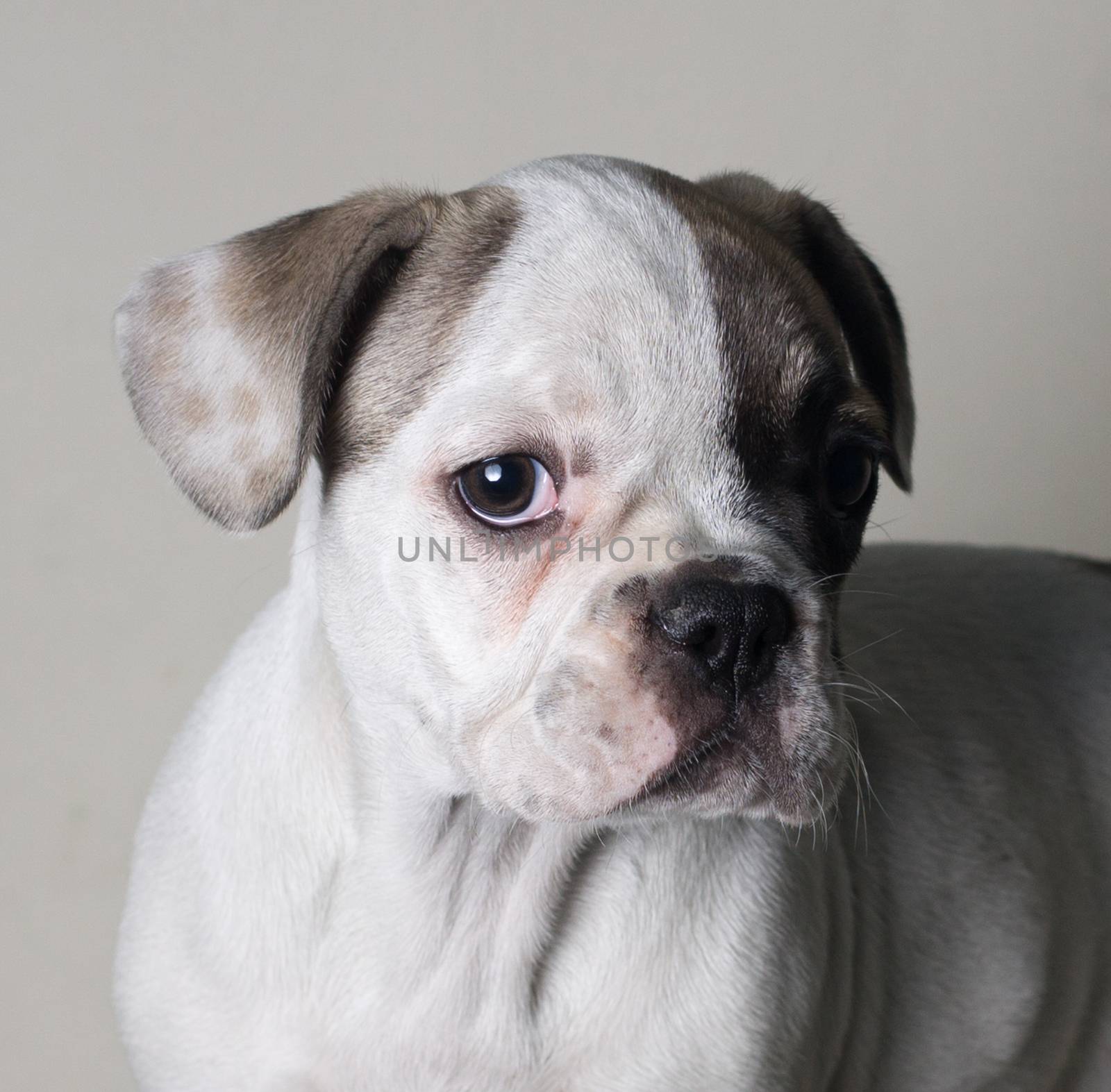 Portrait of French bulldog, frenchie, adorable pug dog isolated on white background