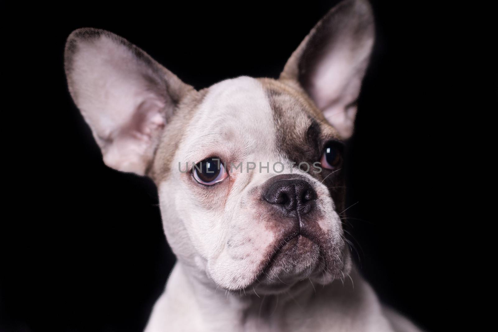 Portrait of French bulldog, frenchie, adorable pug dog isolated on black background