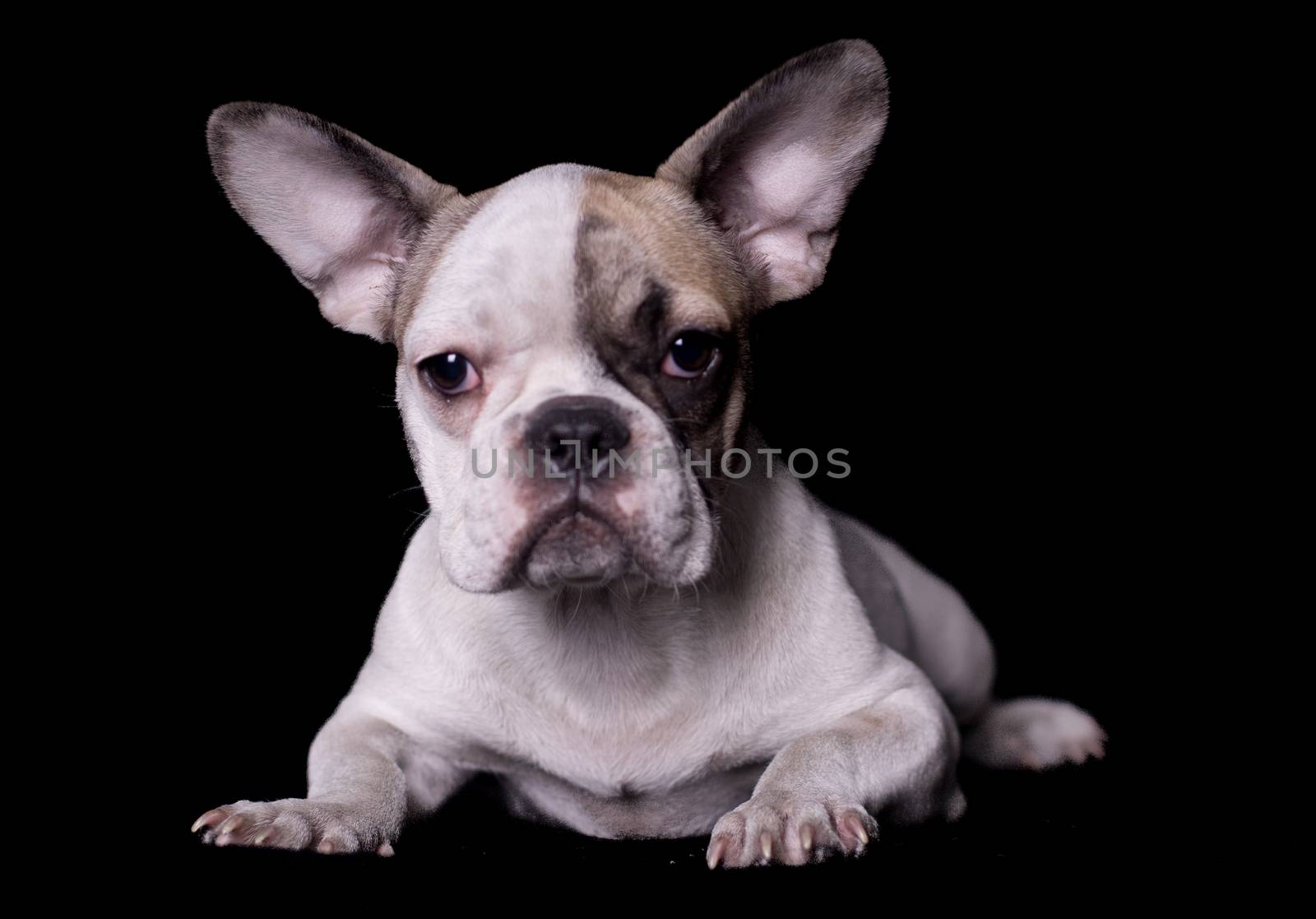 Portrait of French bulldog, frenchie, adorable pug dog isolated on white background