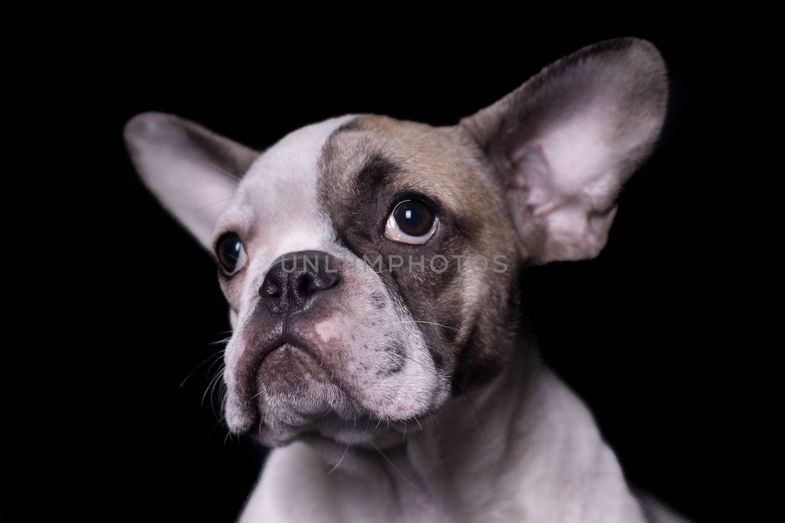 Portrait of French bulldog, frenchie, adorable pug dog isolated on white background