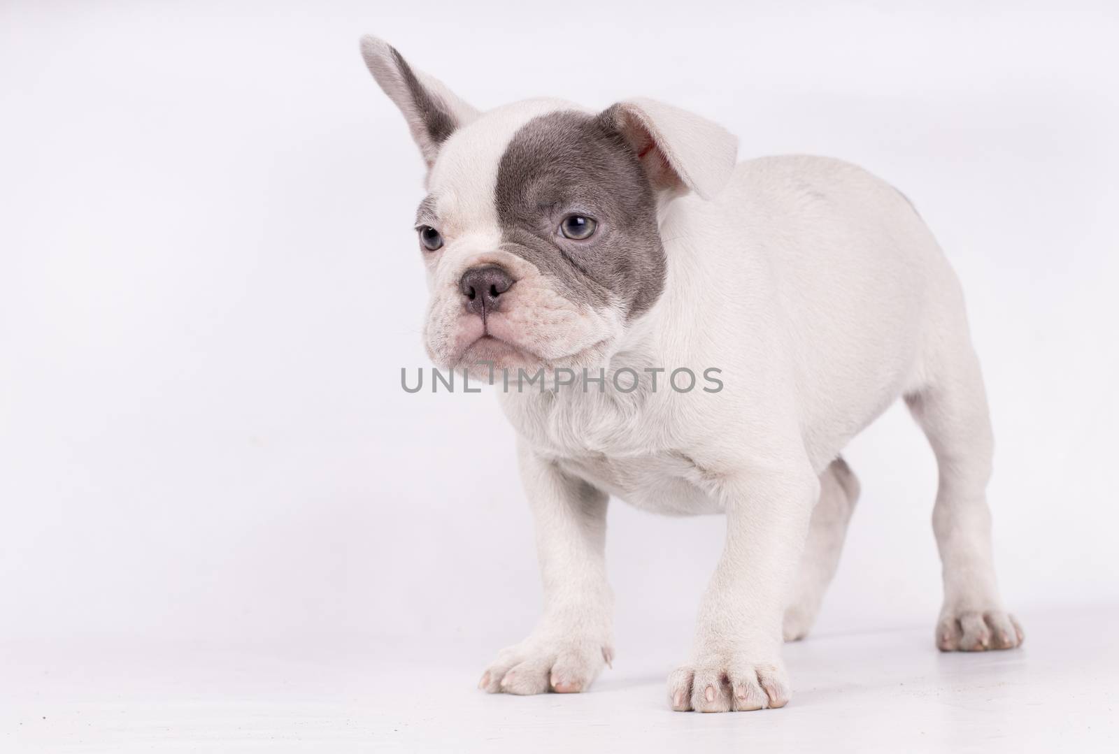 Portrait of French bulldog, frenchie, adorable pug dog isolated on white background