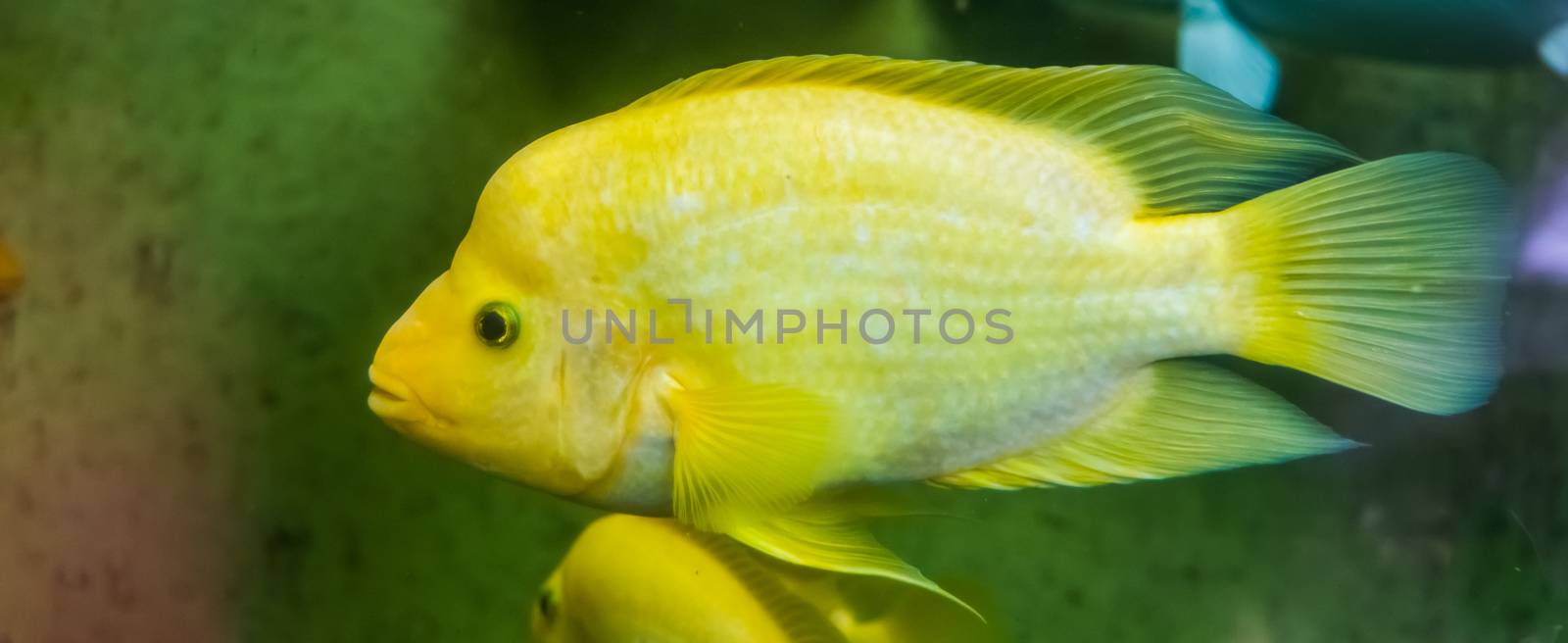 Midas cichlid in closeup, Yellow and white colored tropical fish, Exotic fish specie from Costa rica