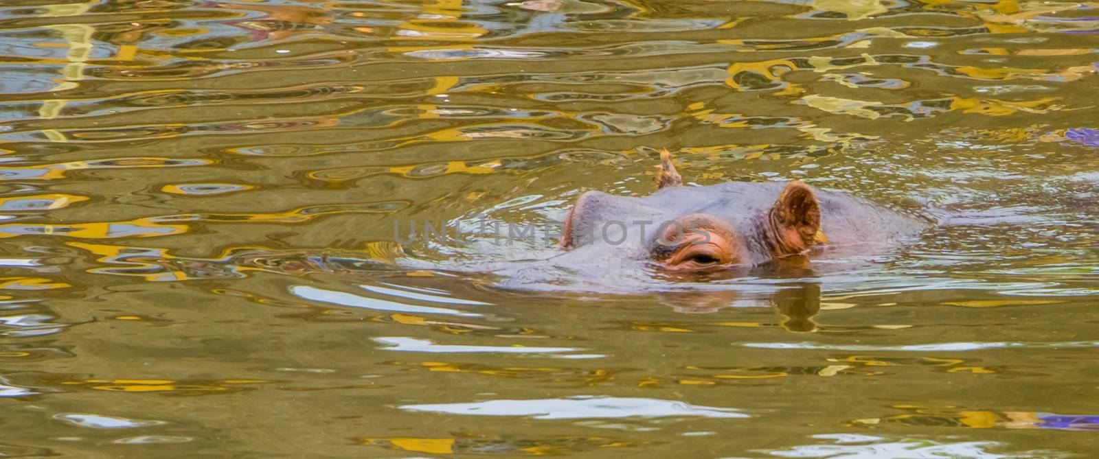 common hippo swimming in the water, the face of a hippopotamus above water in closeup, Vulnerable animal specie from Africa by charlottebleijenberg