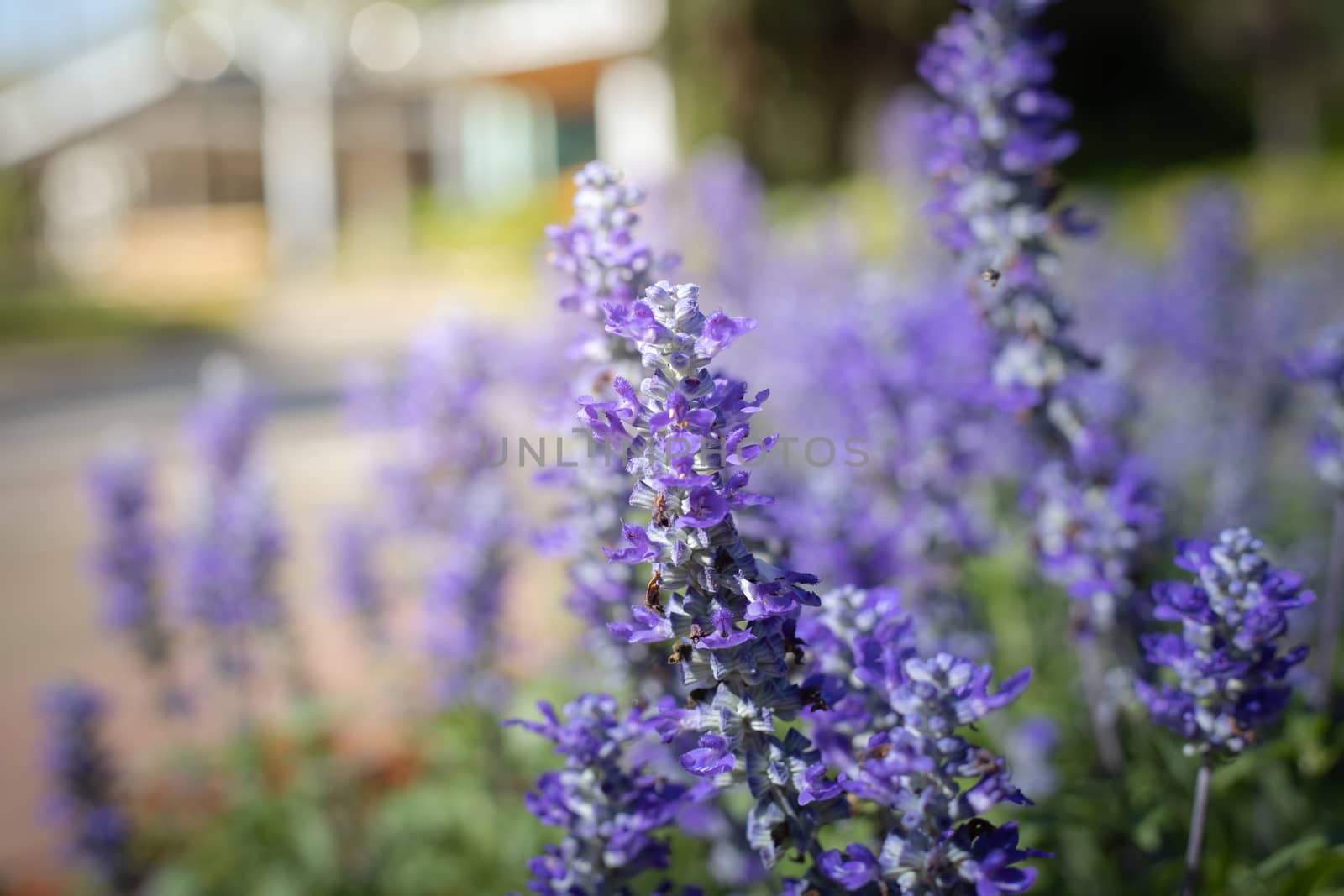 The background image of the colorful flowers, background nature