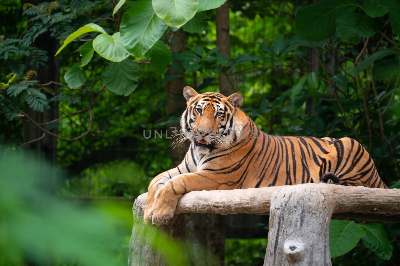 bengal tiger lying  down by anankkml