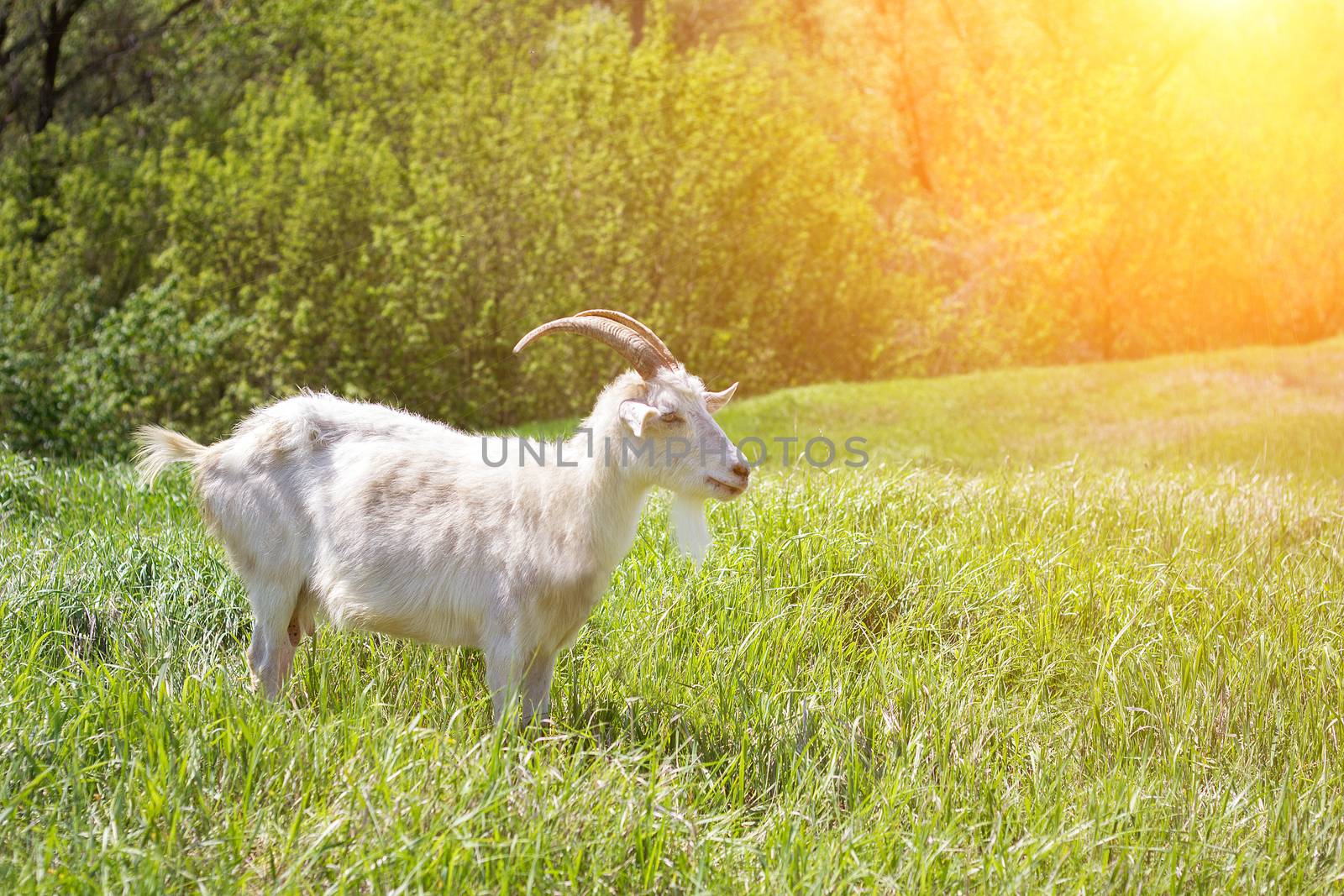 White goat on a green meadow. Walking agriculture. Pets