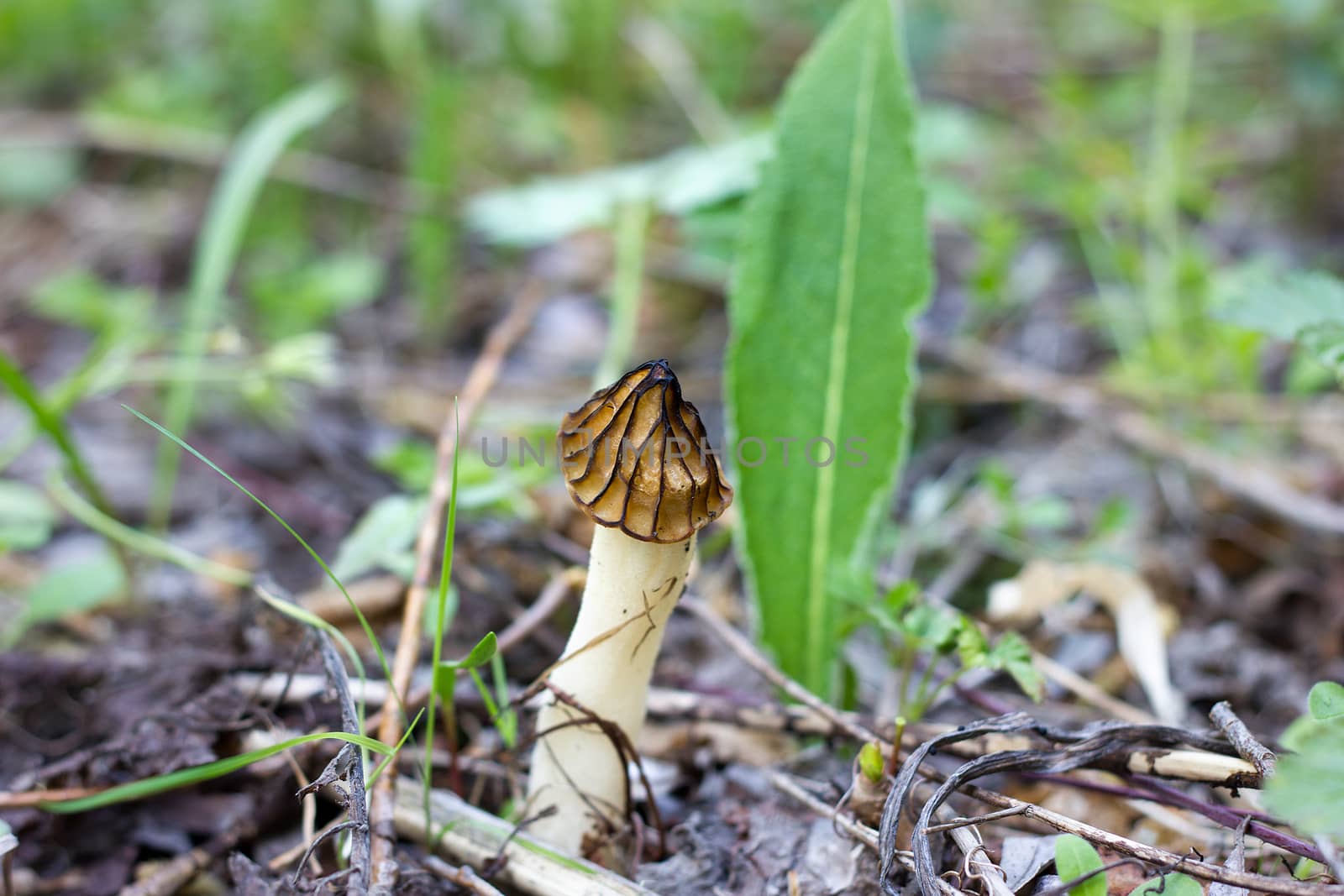 mushroom on the old log. Autumn mushroom picking. Edible Mushrooms