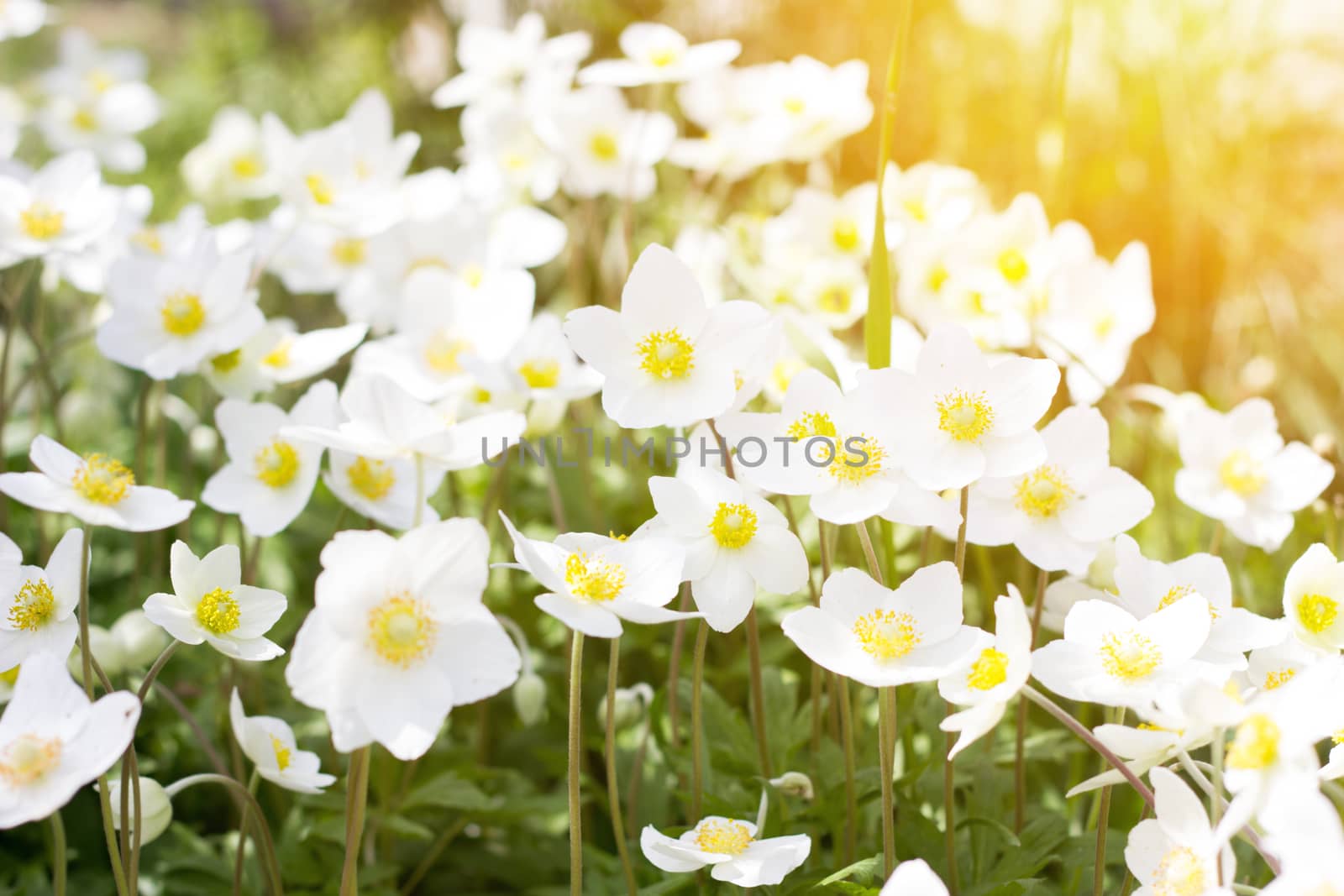 glade of white flowers. Spring flowers . Field perennial white flowers.