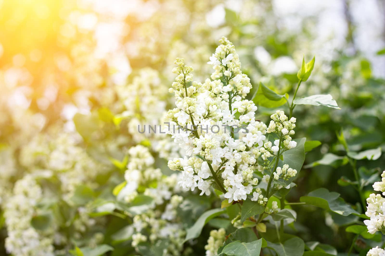 a sprig of white lilac outdoors. May flowers. Spring gentle background.