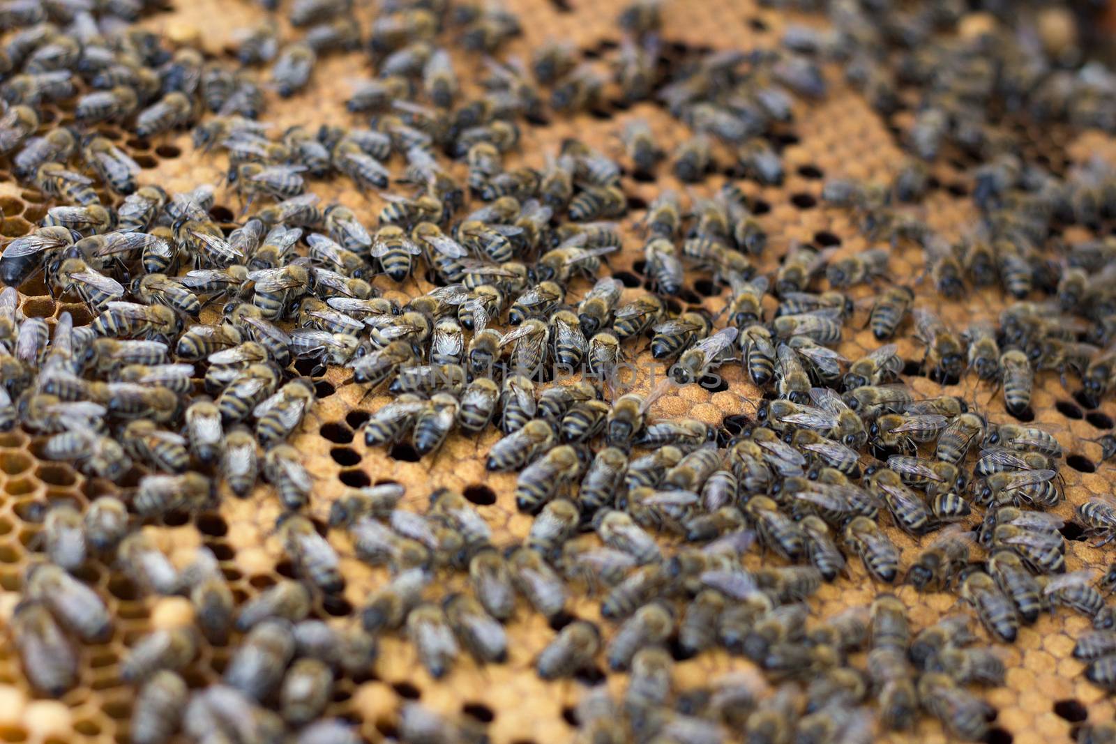 bees on honey frame. Breeding bees. Beekeeping