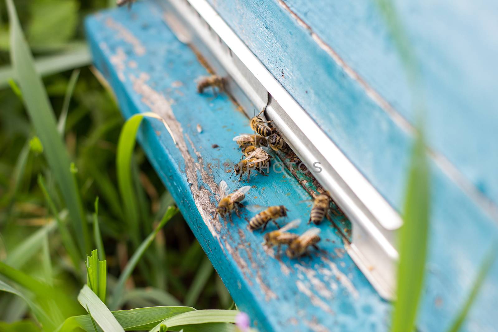 Bees fly out of evidence. Bees collect nectar by kasynets_olena