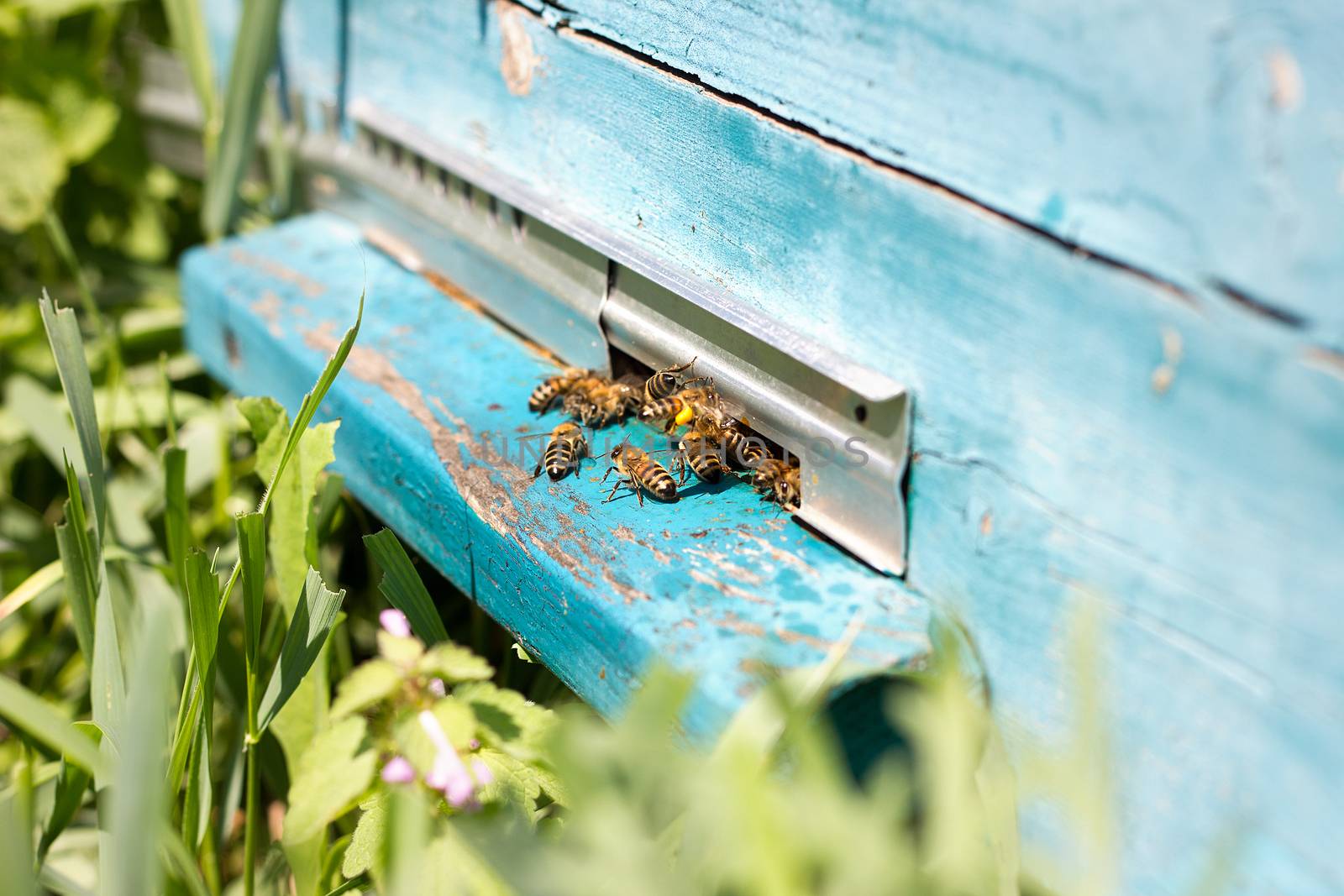 Bees fly out of evidence. Bees collect nectar by kasynets_olena