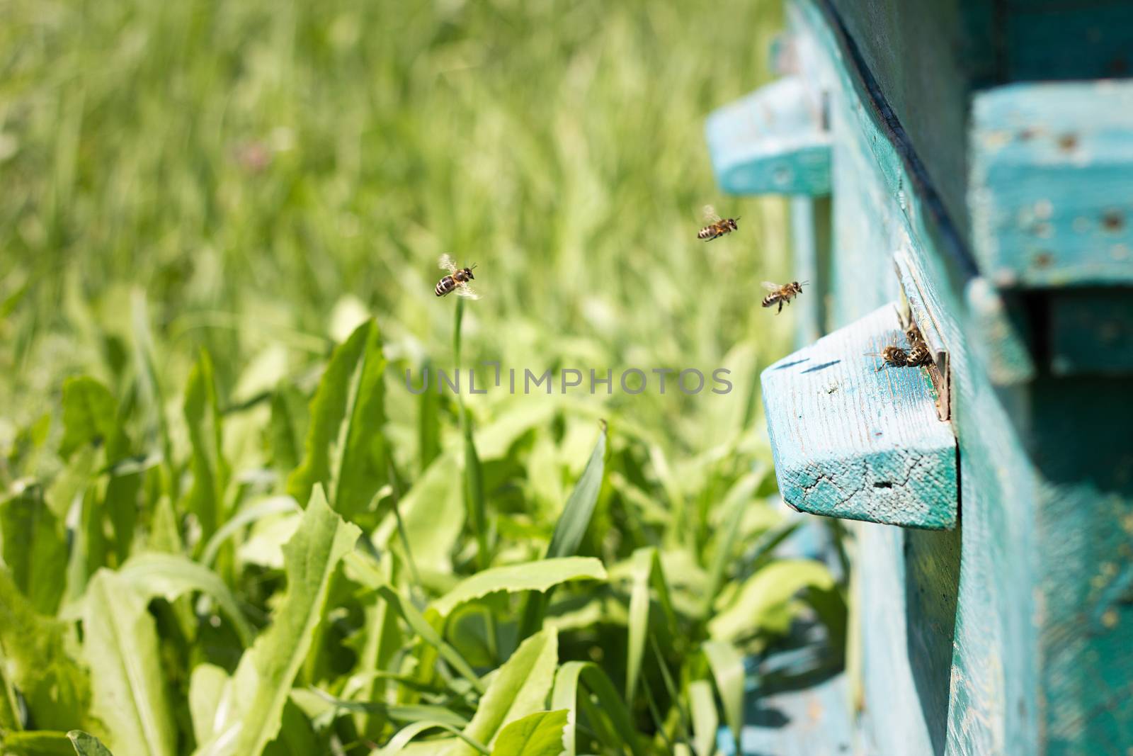 Bees fly out of evidence. Bees collect nectar by kasynets_olena