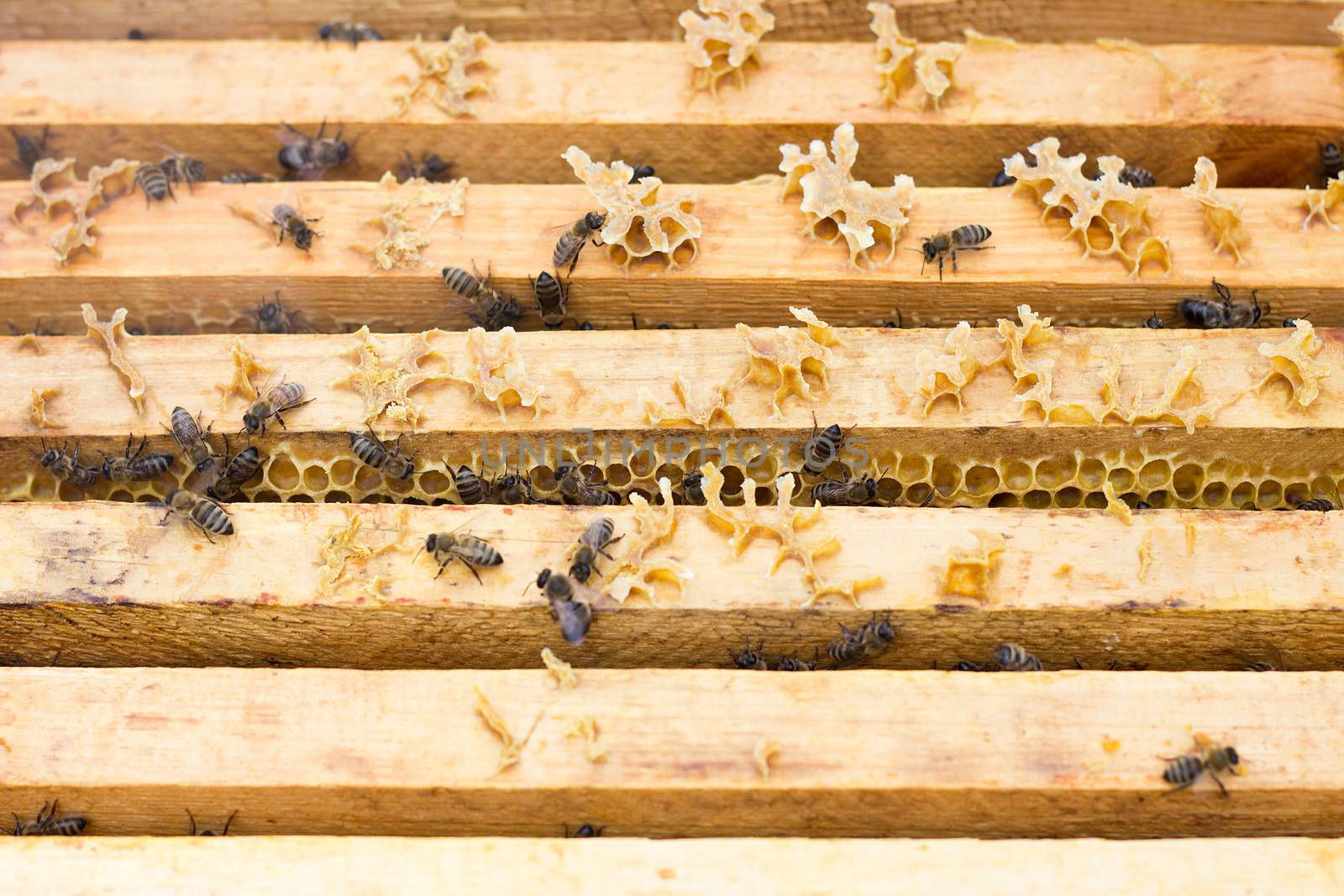 bees on honey frame. Breeding bees. Beekeeping