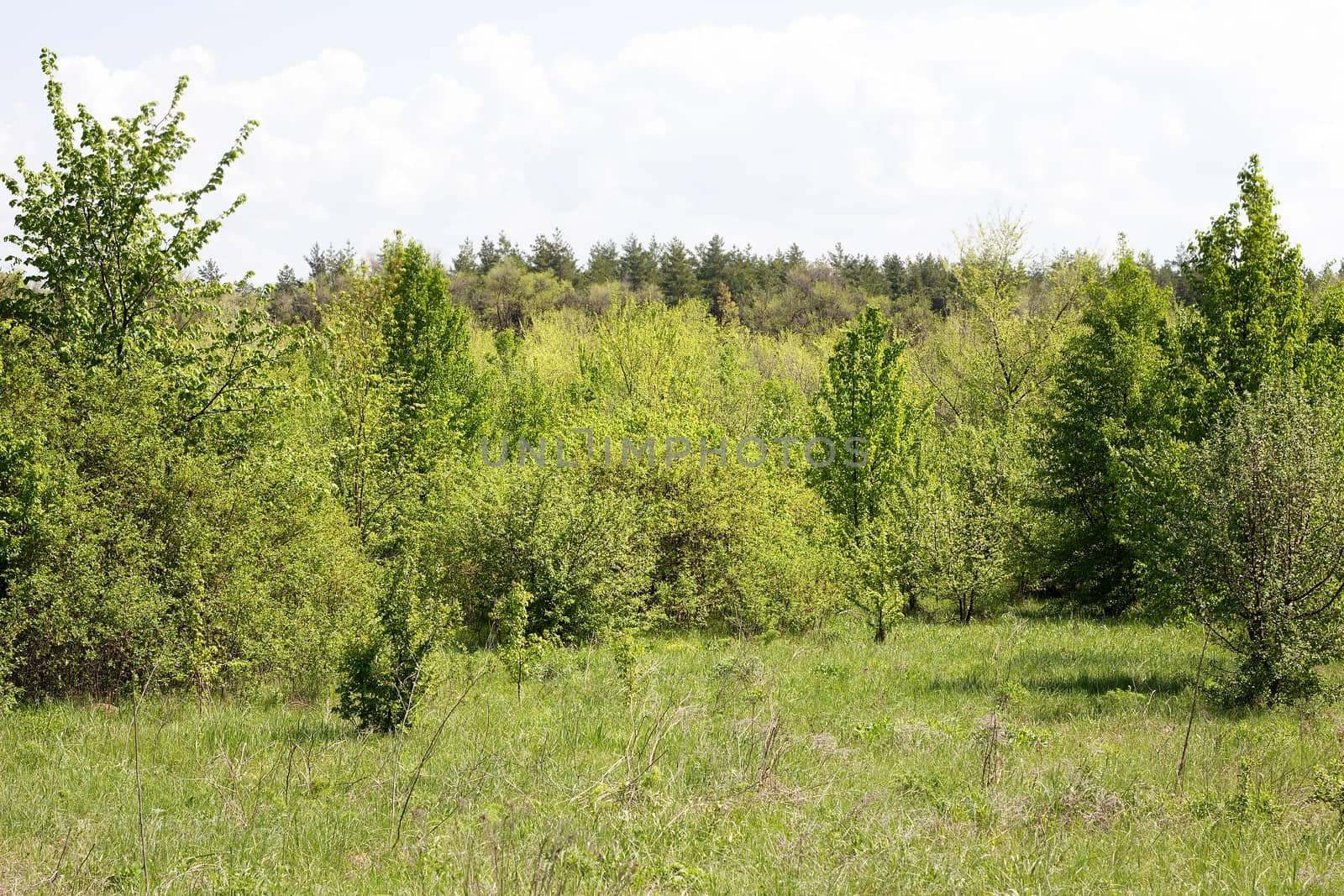 young forest, landscape of tranquil forest. Spring season.