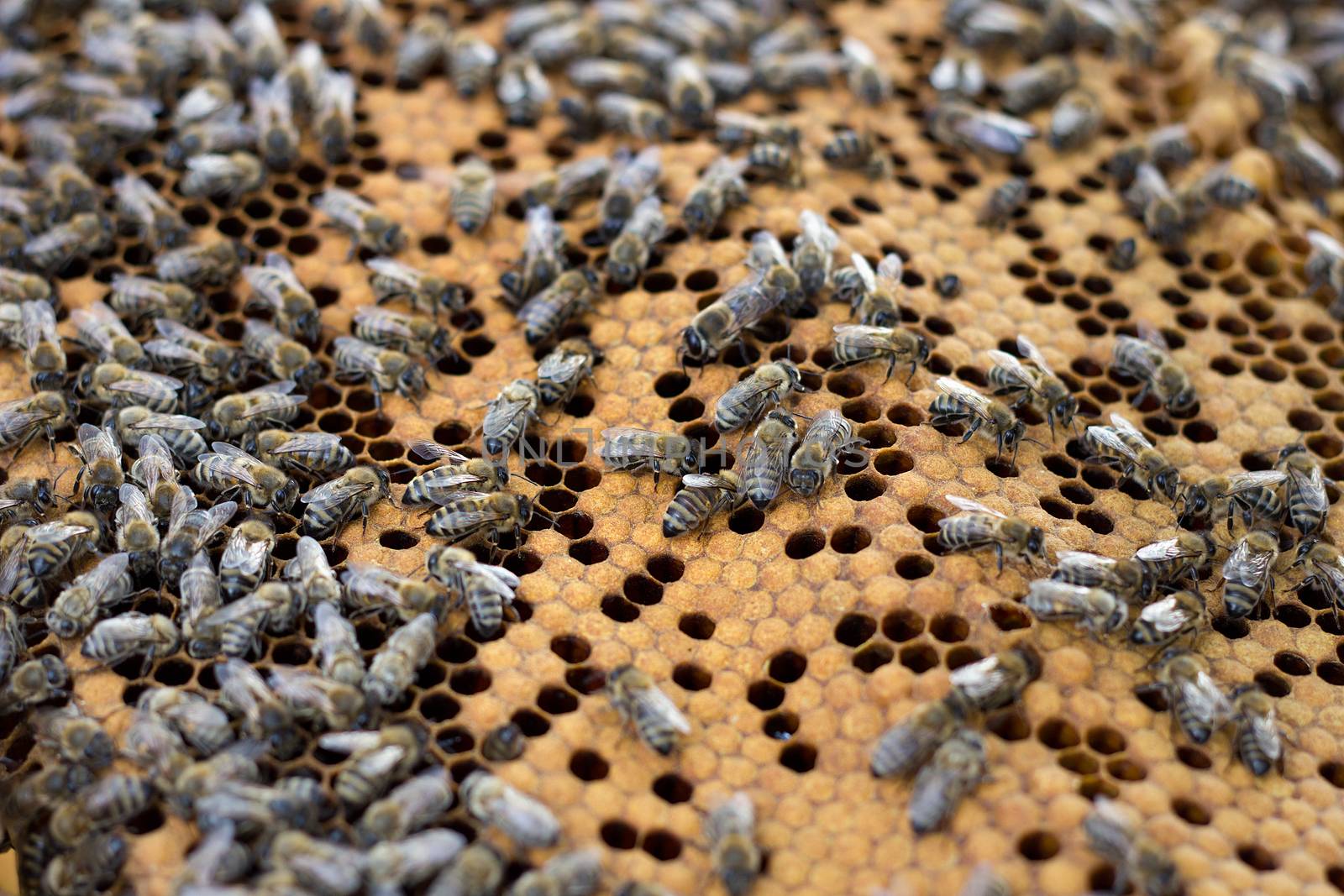 bees on honey frame. Breeding bees. Beekeeping. by kasynets_olena