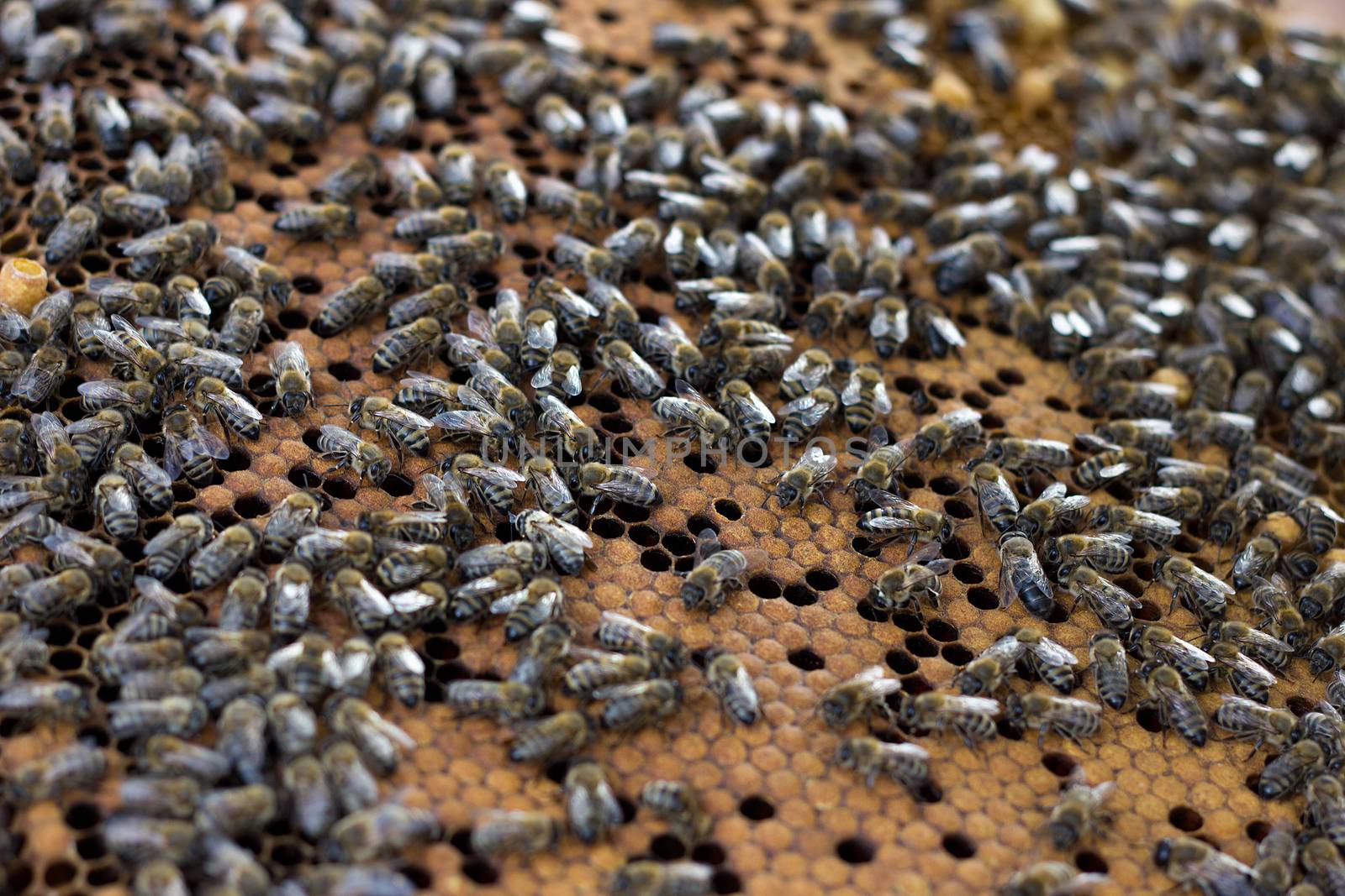bees on honey frame. Breeding bees. Beekeeping