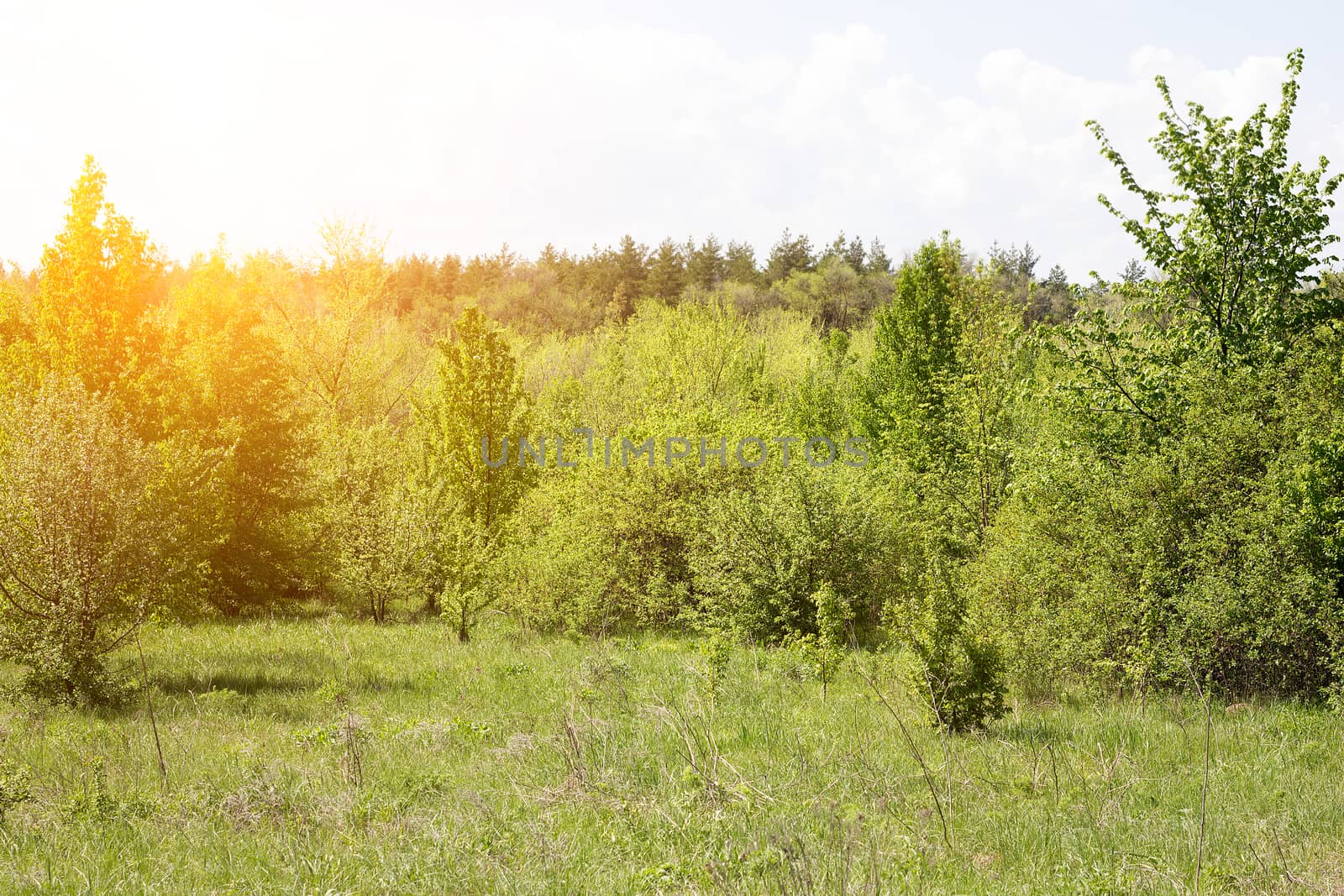 young forest, landscape of tranquil forest. Spring season.