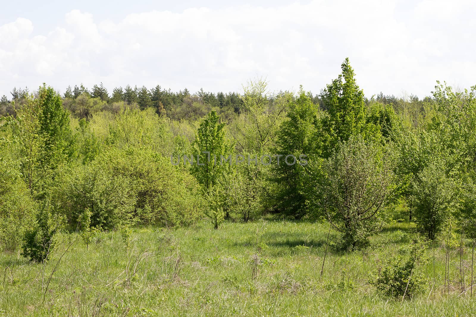 young forest, landscape of tranquil forest. Spring season by kasynets_olena