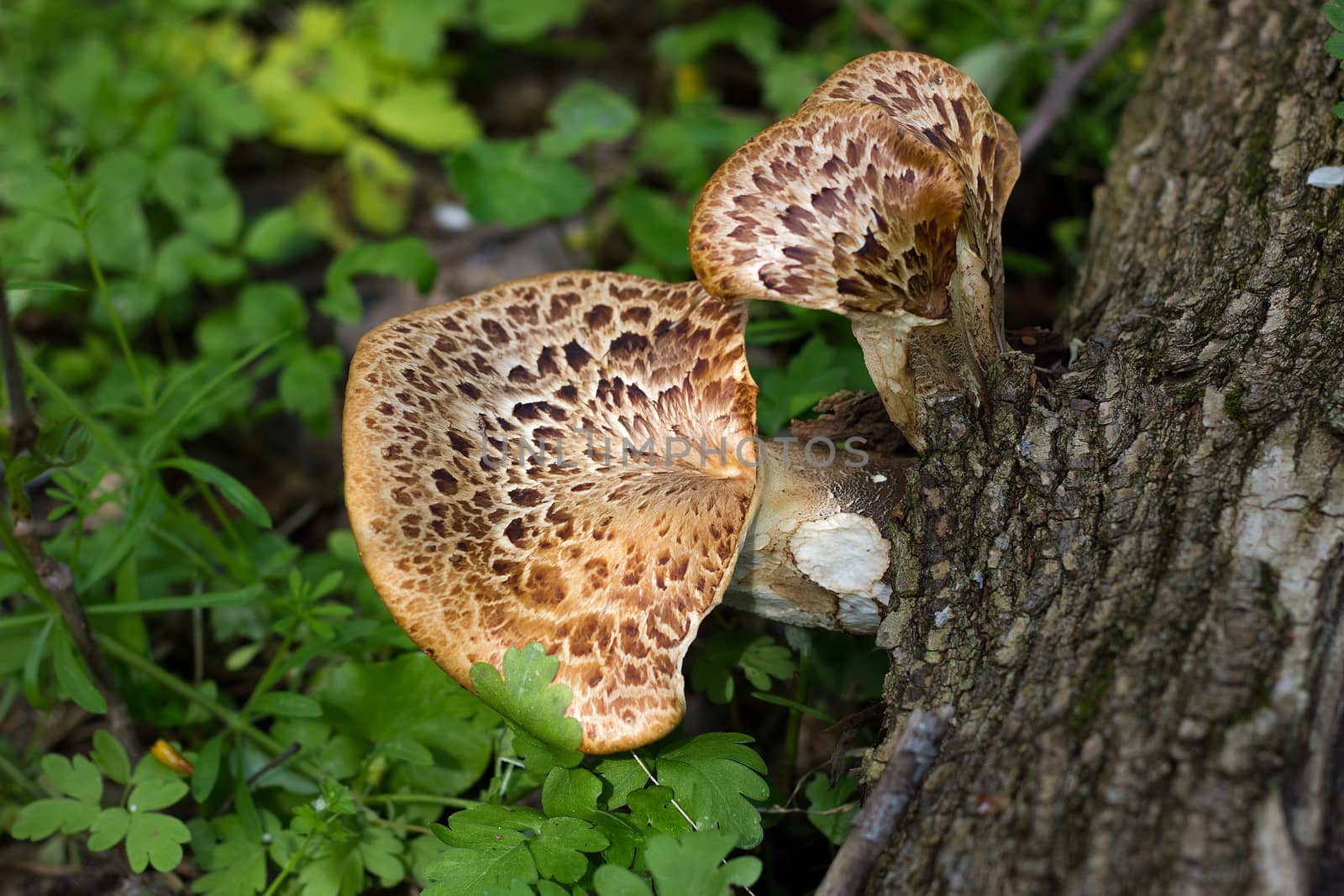 mushroom on the old log. Autumn mushroom picking. by kasynets_olena